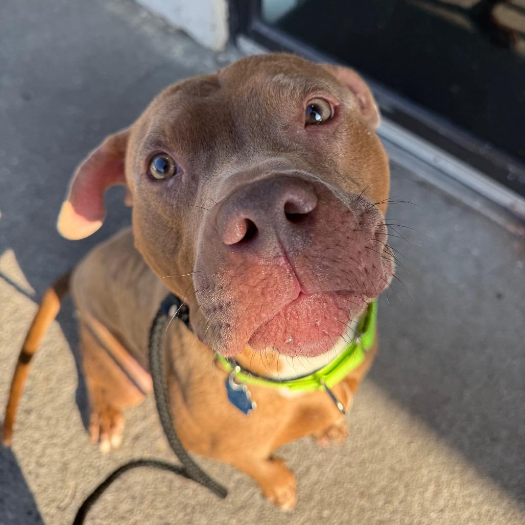 Enlarge Banana, a Adoptable Mixed Breed in Medford, NY image 3/4
