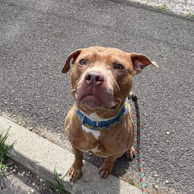 Enlarge Banana, a Adoptable Mixed Breed in Medford, NY image 4/4