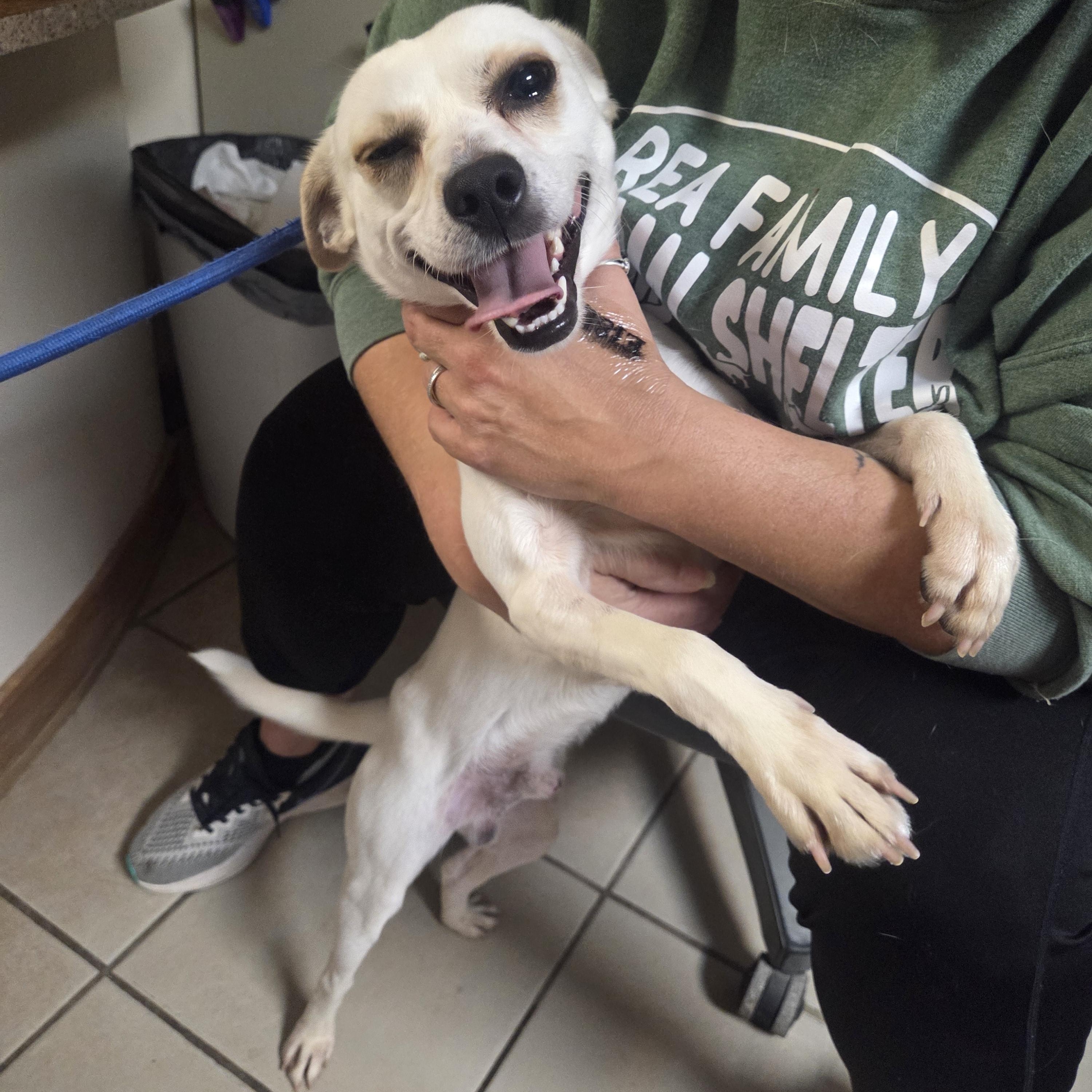 Enlarge Copper, a Adoptable Mixed Breed in West Branch, MI image 1/1