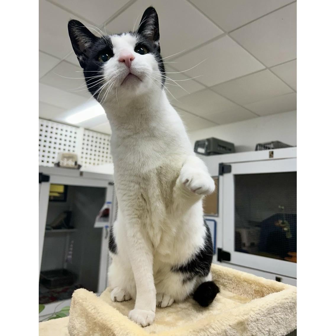 Enlarge Moby, a Adoptable Domestic Short Hair in Edgewood, MD image 2/6