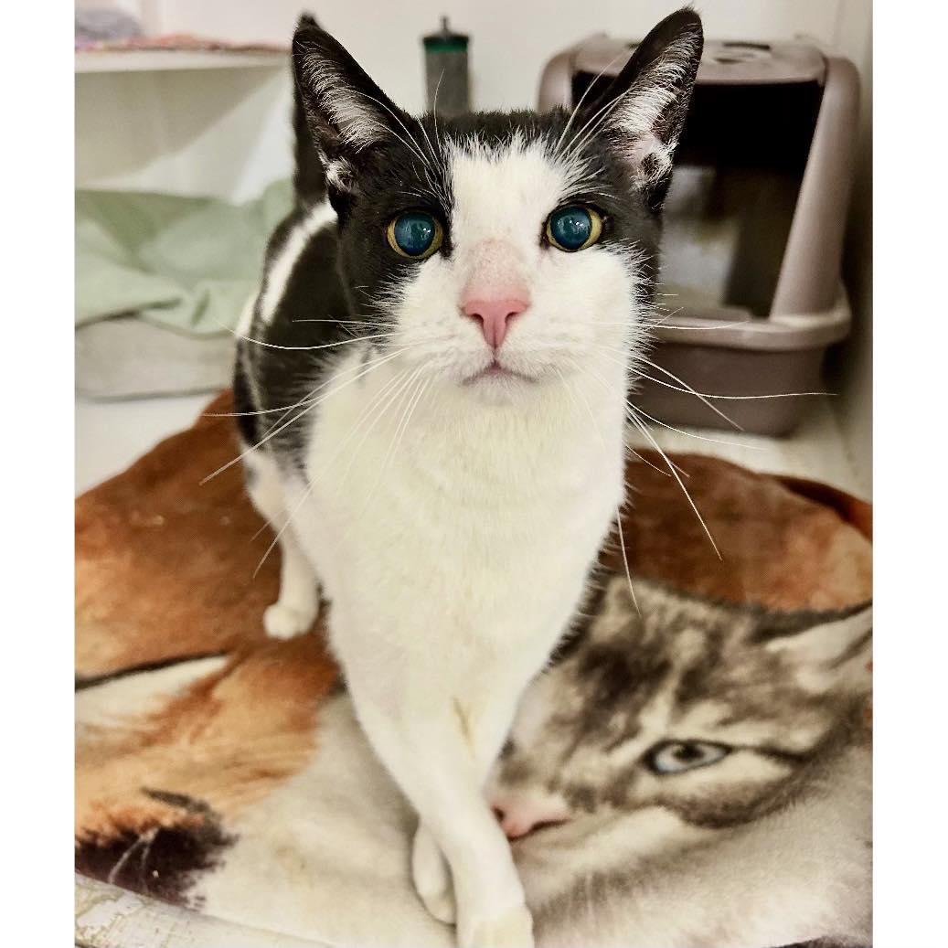 Moby, Adoptable, Senior Male Domestic Short Hair.