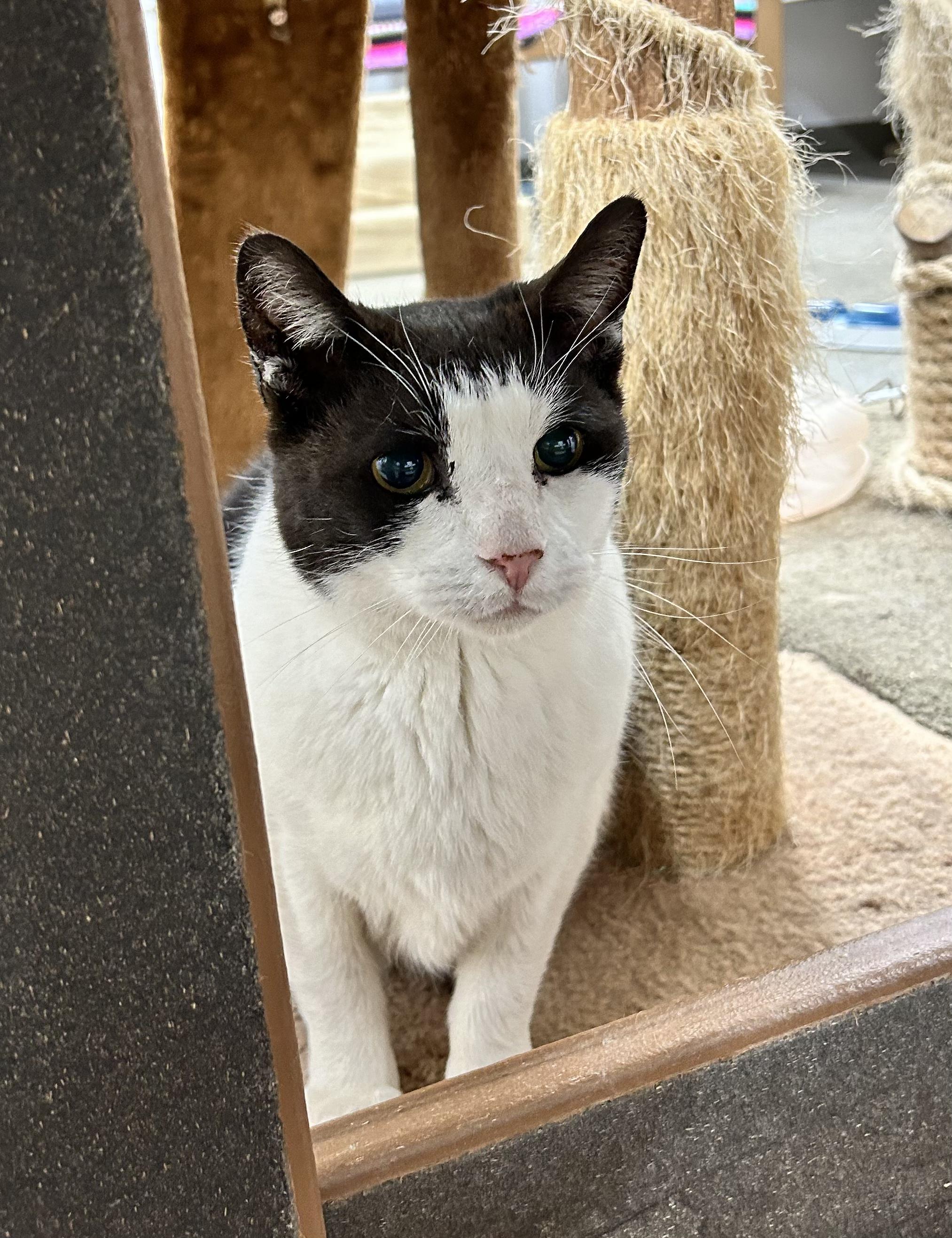 Enlarge Moby, a Adoptable Domestic Short Hair in Edgewood, MD image 8/8