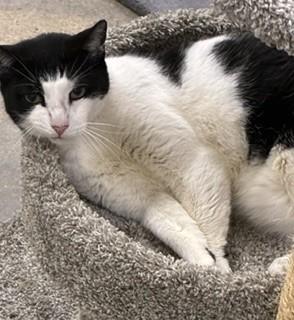 Enlarge Moby, a Adoptable Domestic Short Hair in Edgewood, MD image 6/6