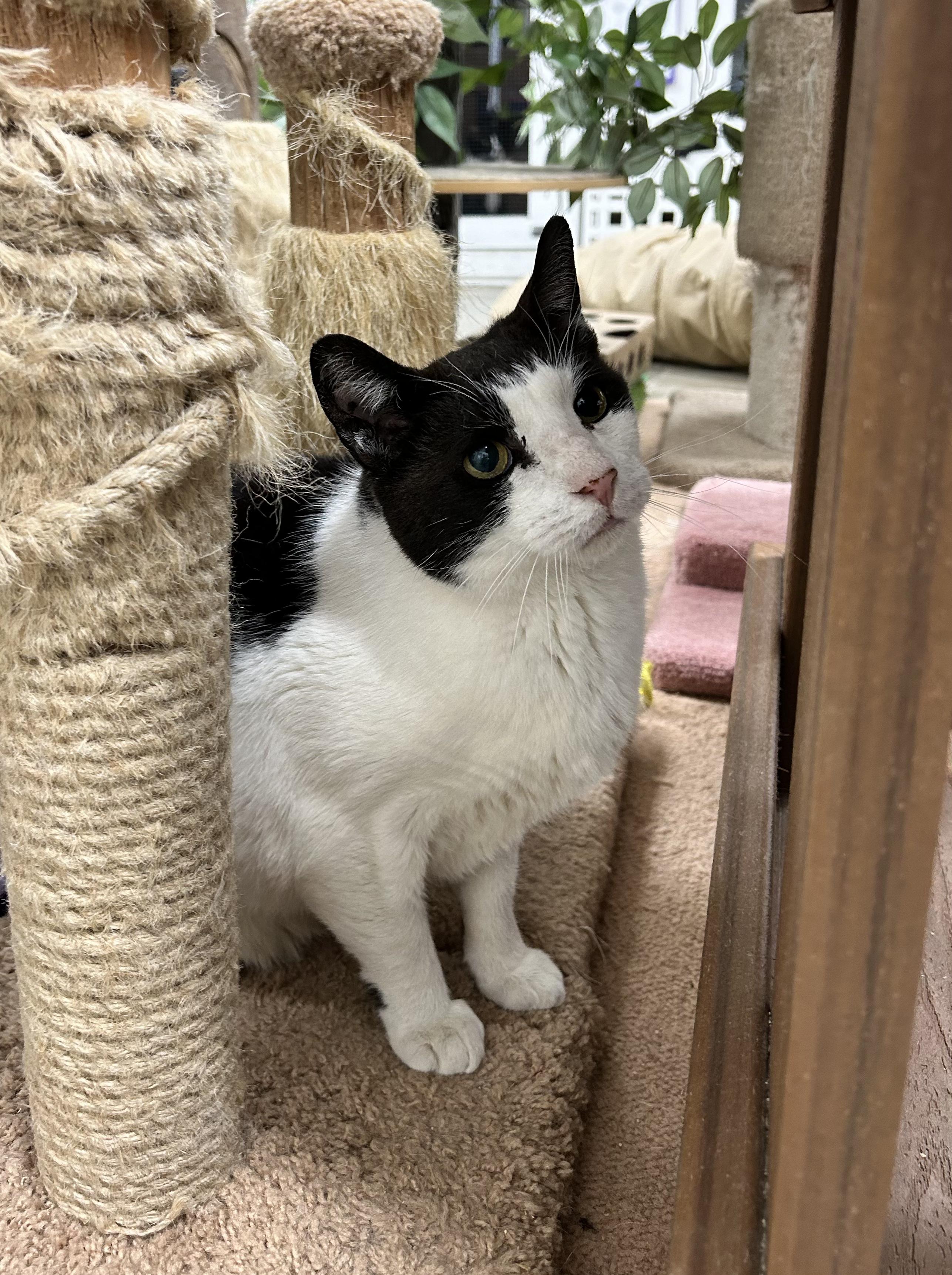 Moby, a Adoptable Domestic Short Hair in Edgewood, MD image 6/8