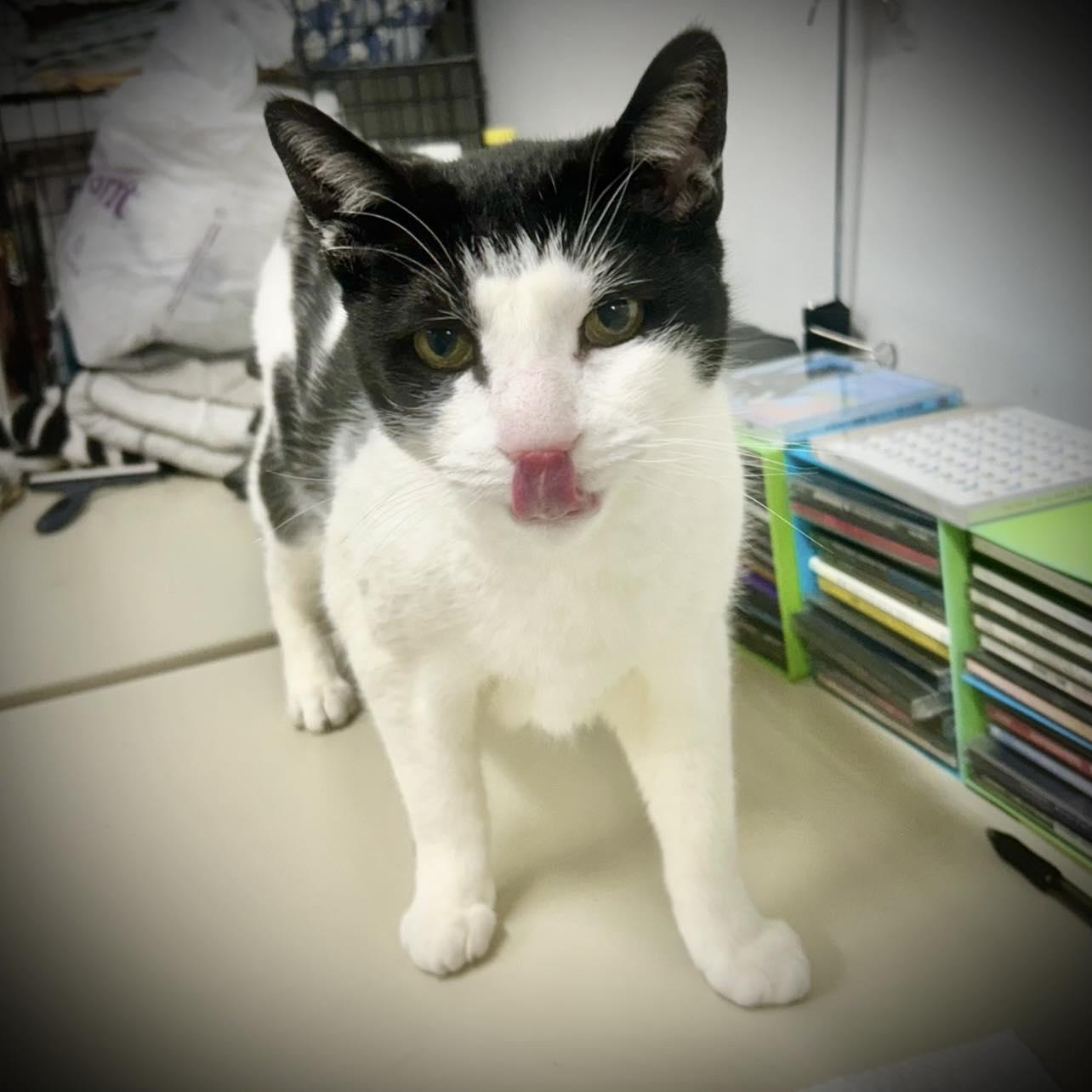 Enlarge Moby, a Adoptable Domestic Short Hair in Edgewood, MD image 3/6