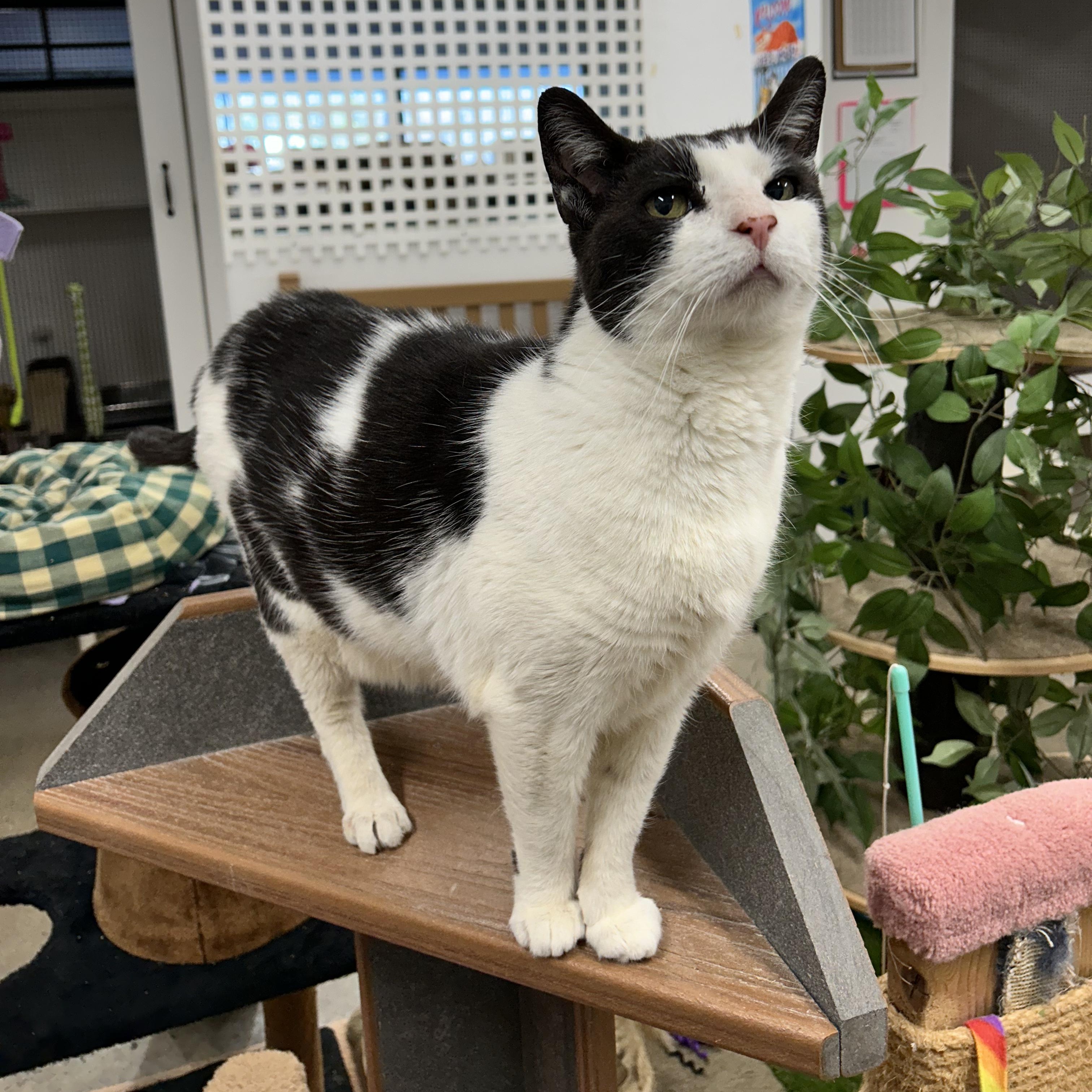 Enlarge Moby, a Adoptable Domestic Short Hair in Edgewood, MD image 4/6