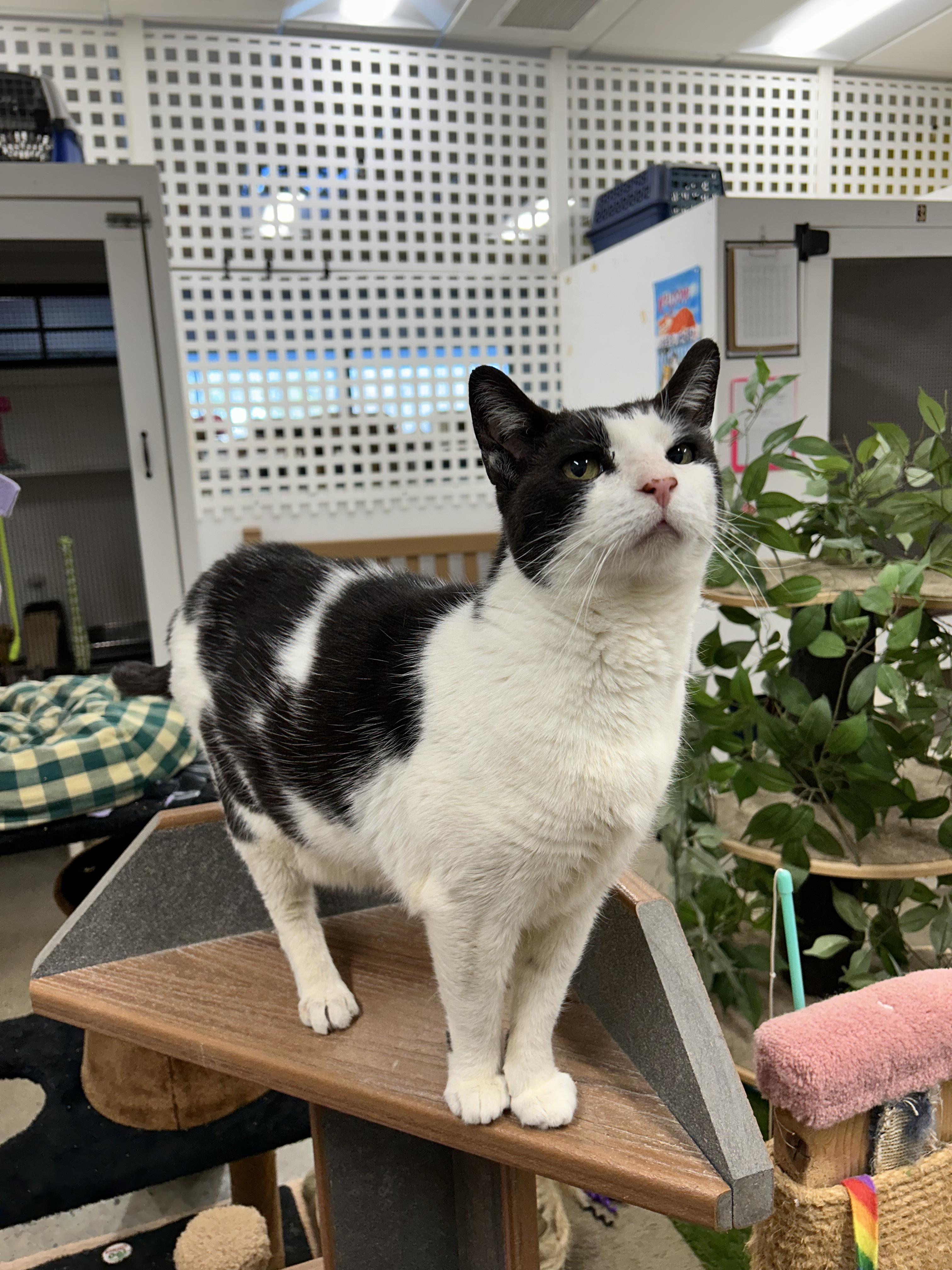 Moby, a Adoptable Domestic Short Hair in Edgewood, MD image 1/8