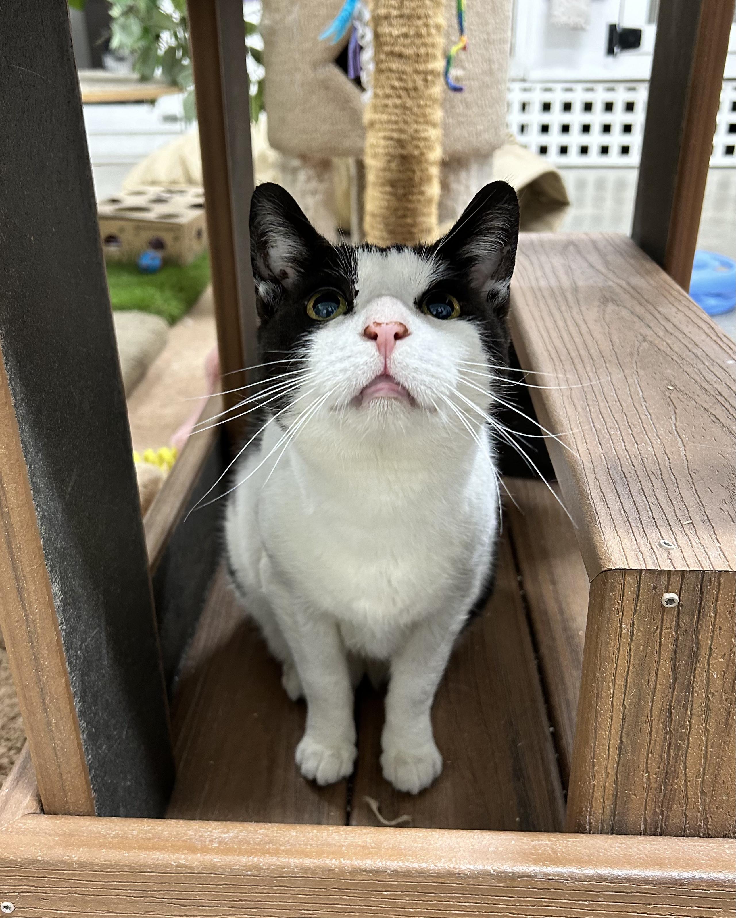 Moby, a Adoptable Domestic Short Hair in Edgewood, MD image 5/8