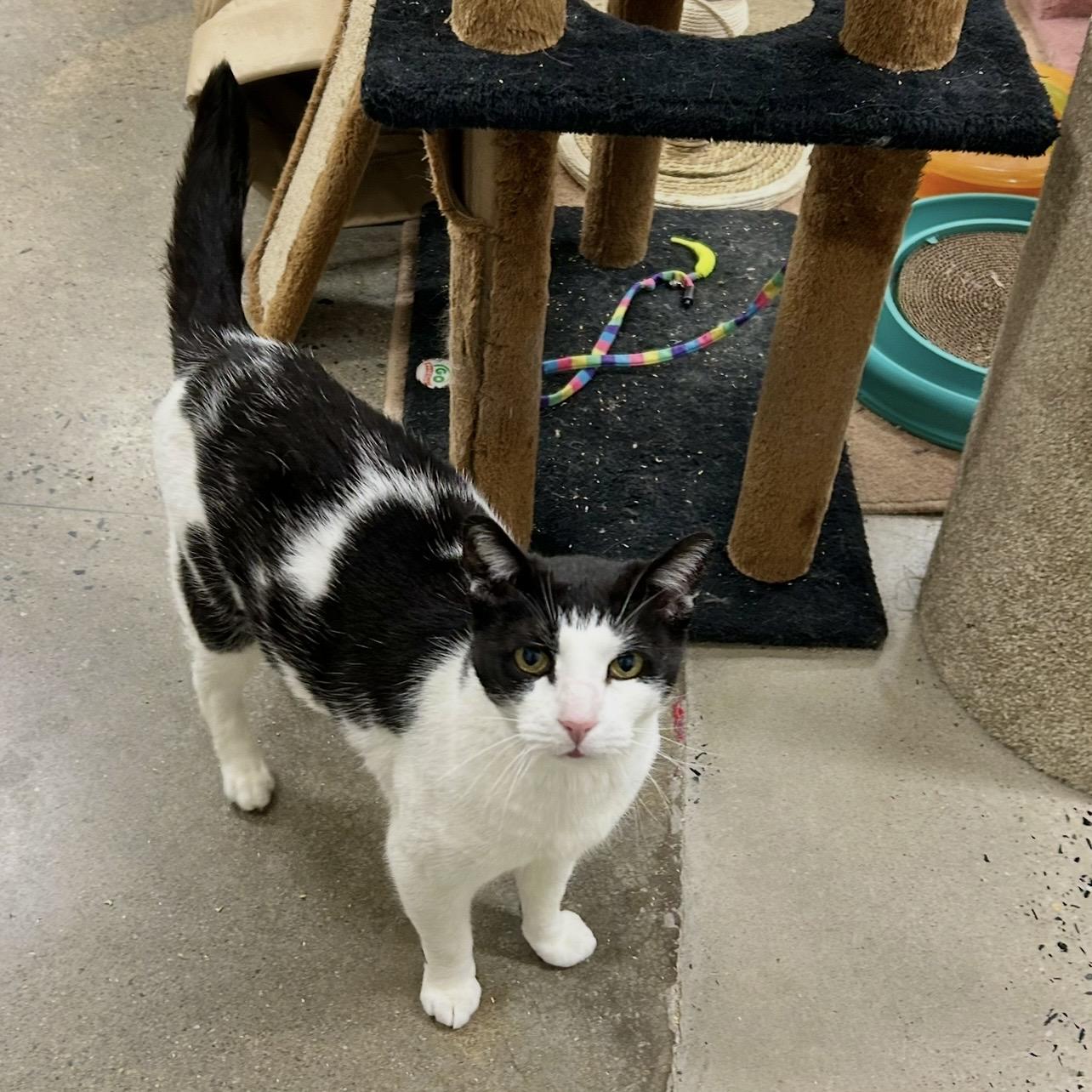 Moby, a Adoptable Domestic Short Hair in Edgewood, MD image 2/6