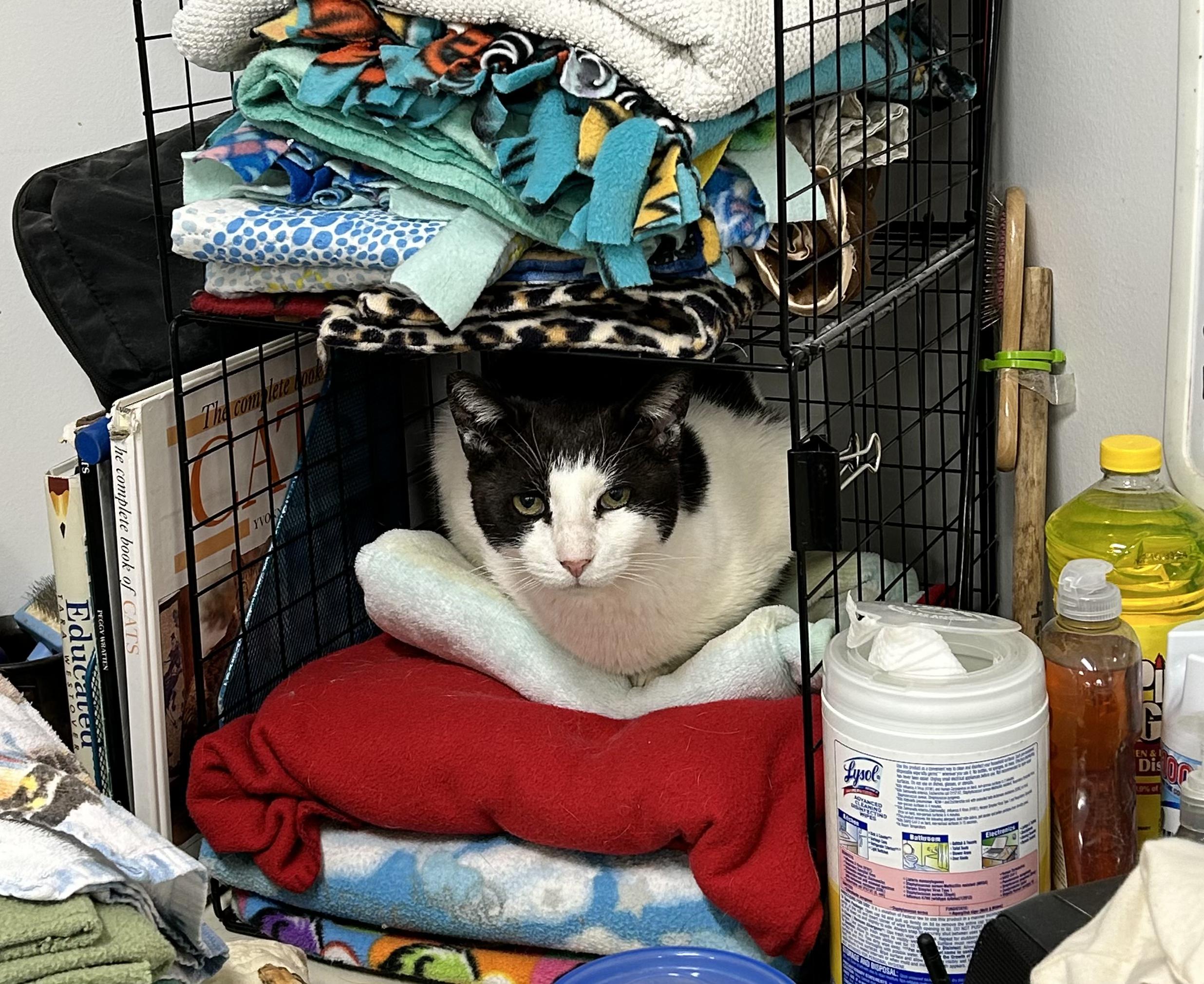 Moby, a Adoptable Domestic Short Hair in Edgewood, MD image 3/8