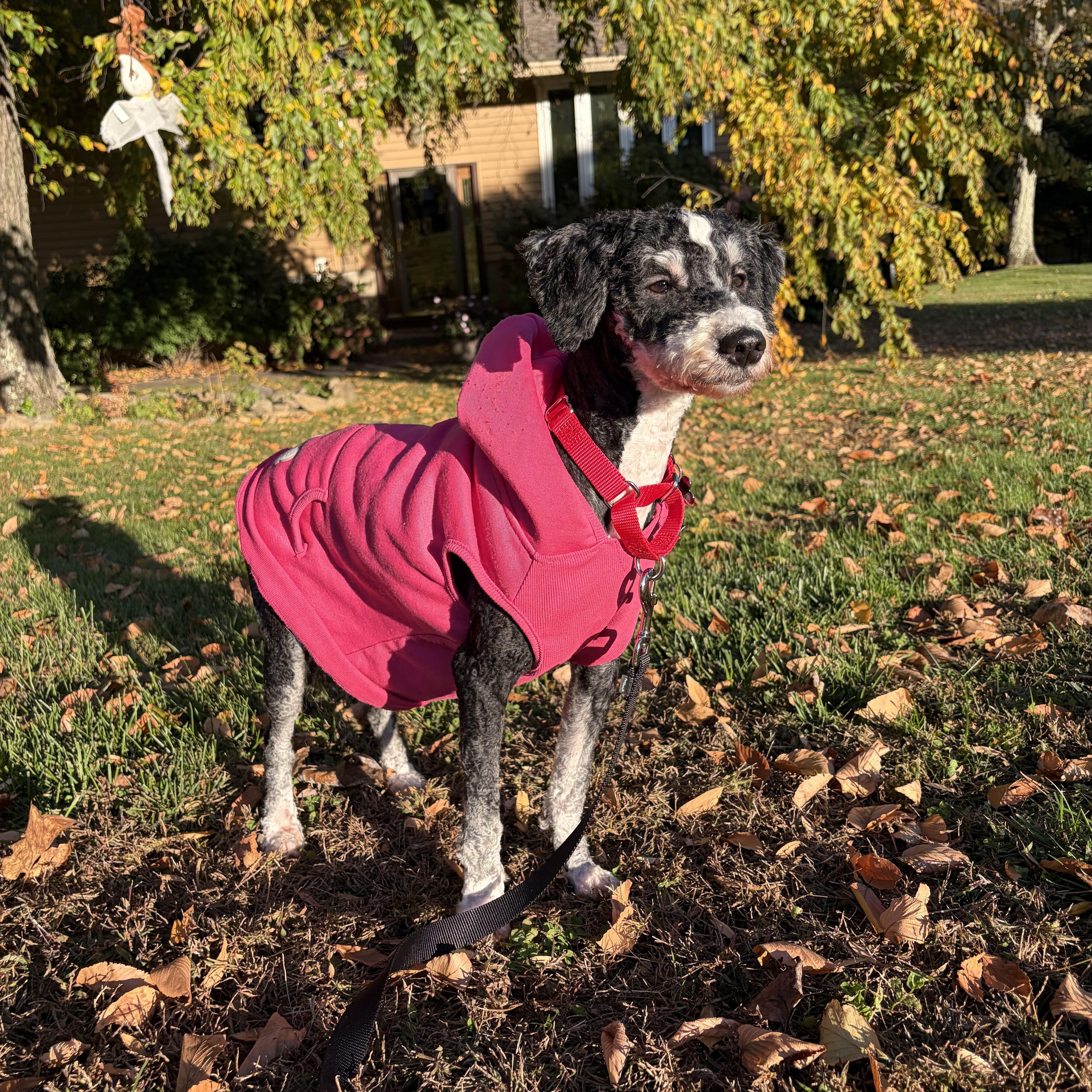 Mocha, Adoptable, Adult Female Bernadoodle.
