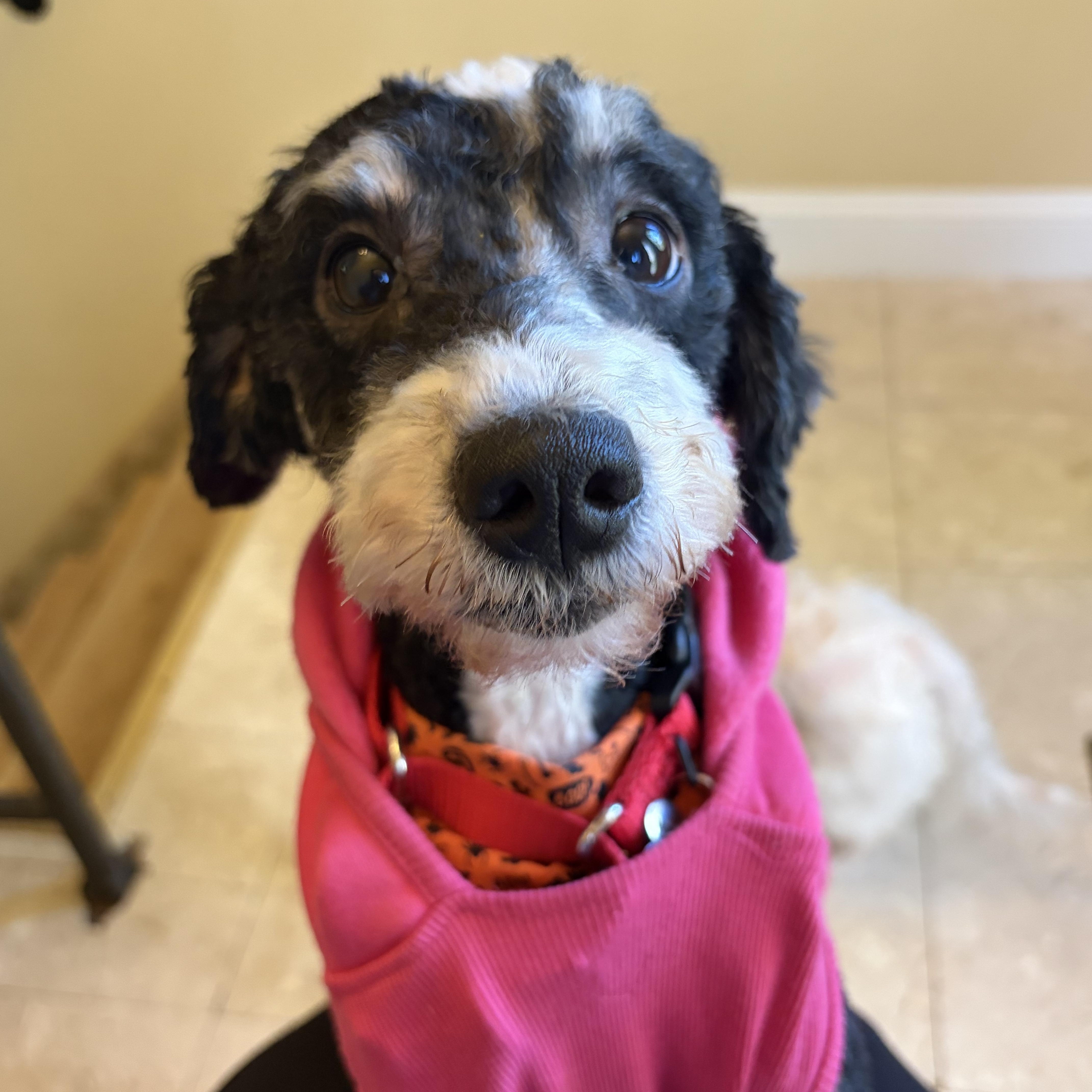 Enlarge Mocha, a Adoptable Bernadoodle in Thornwood, NY image 6/6