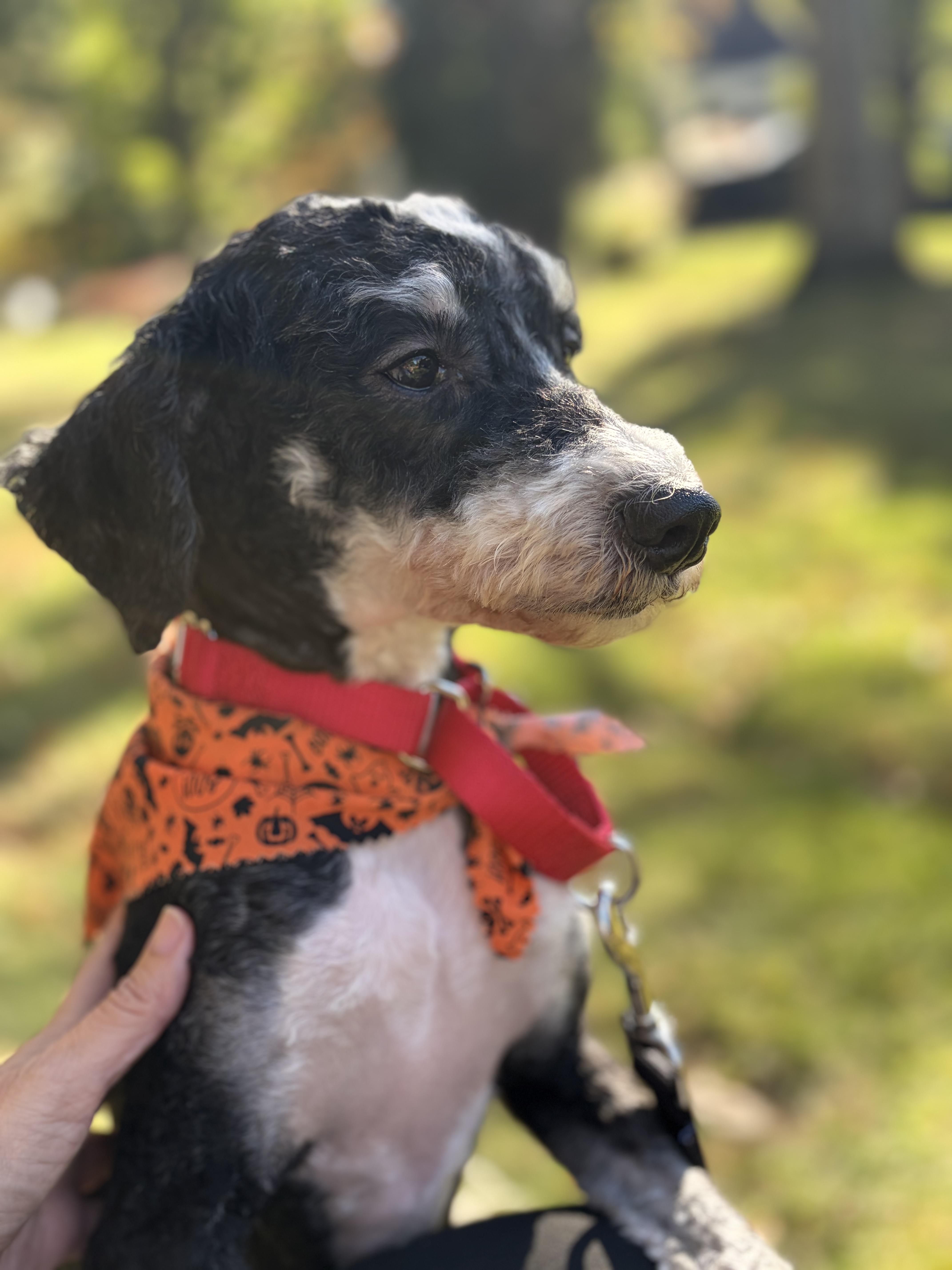 Enlarge Mocha, a Adoptable Bernadoodle in Thornwood, NY image 4/6