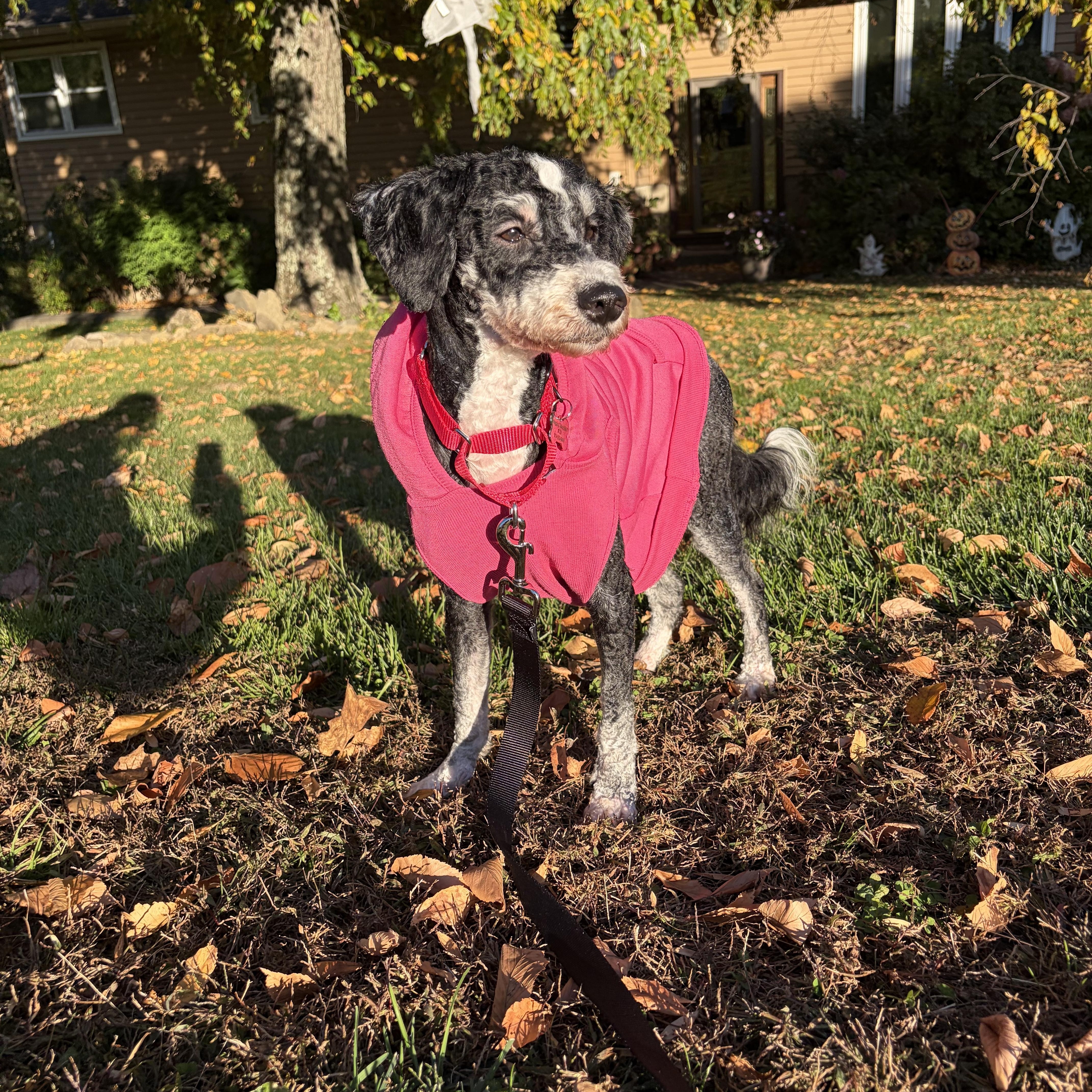 Enlarge Mocha, a Adoptable Bernadoodle in Thornwood, NY image 2/6