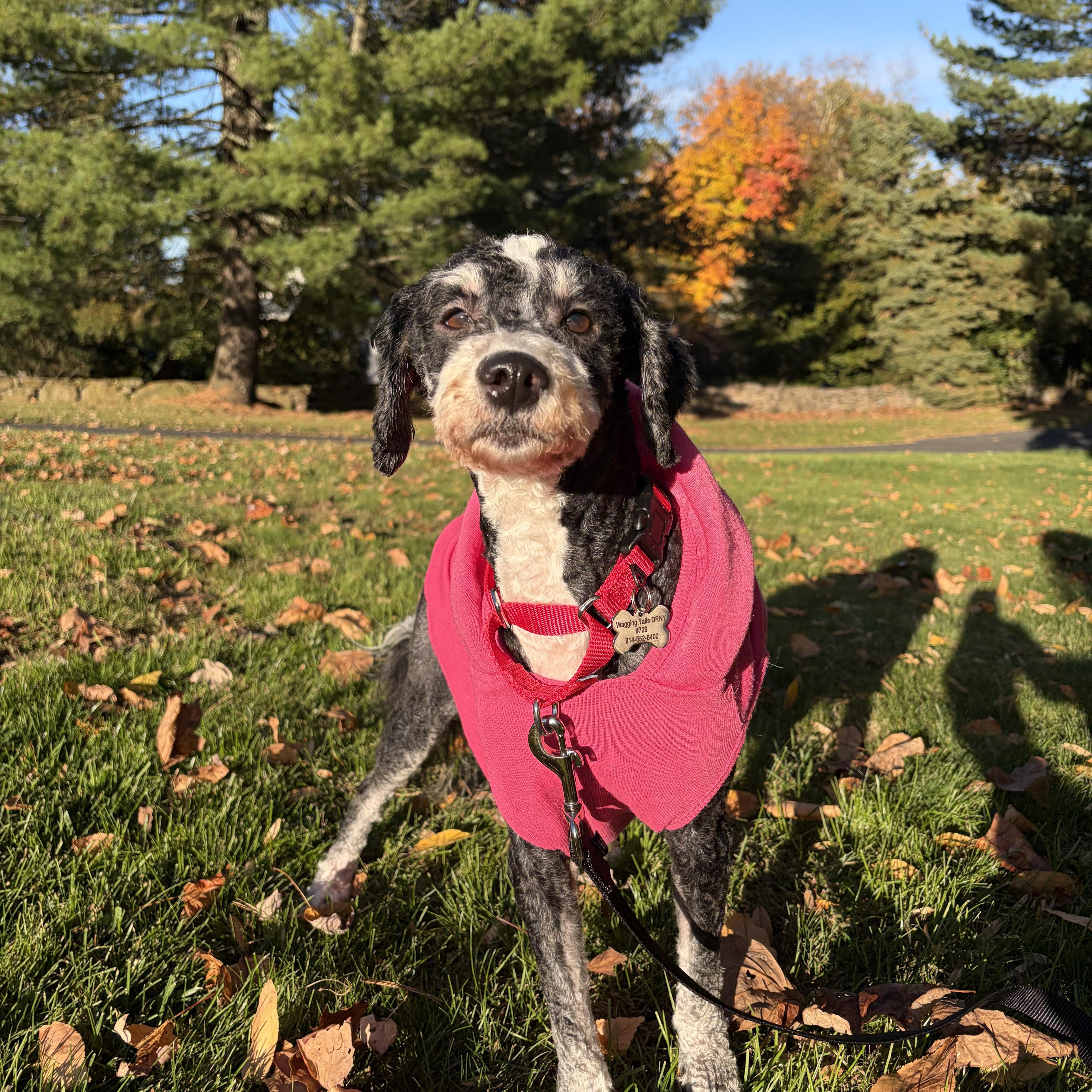 Enlarge Mocha, a Adoptable Bernadoodle in Thornwood, NY image 3/6