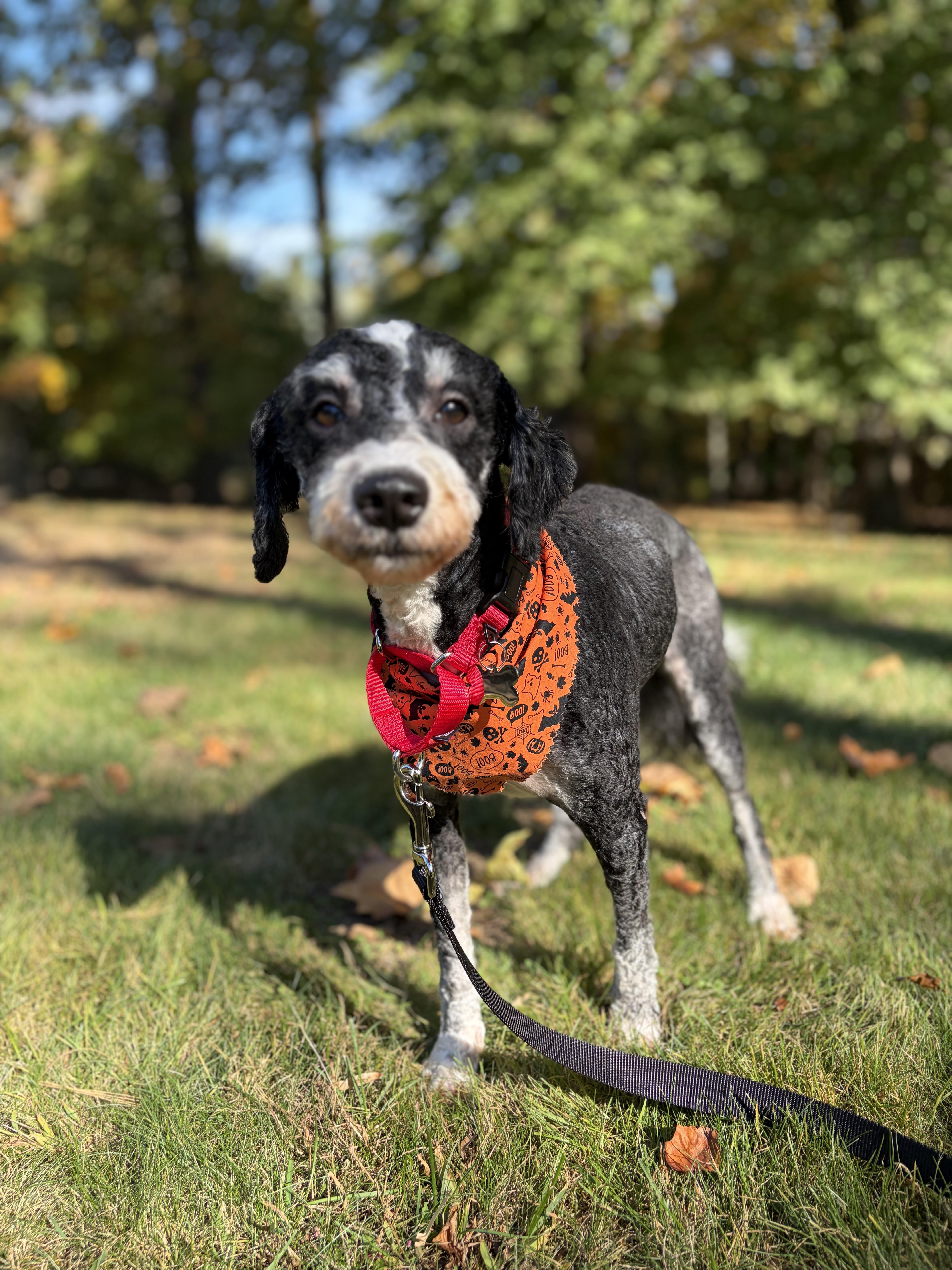 Enlarge Mocha, a Adoptable Bernadoodle in Thornwood, NY image 5/6