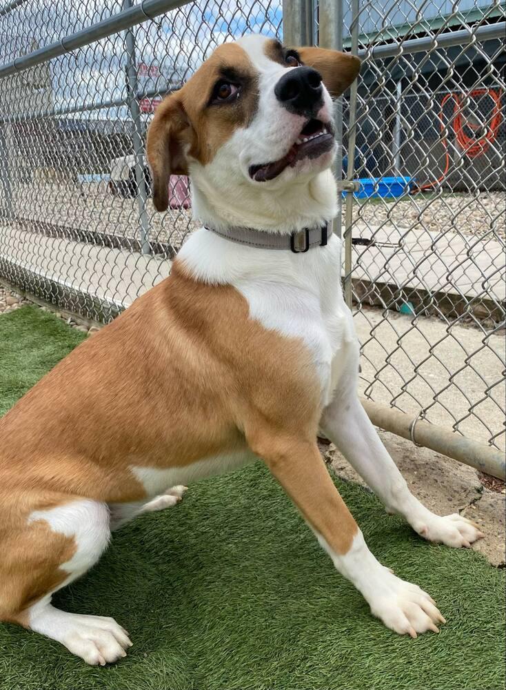 Enlarge Tamera, a Adoptable mixed breed in Evansville, IN image 1/6