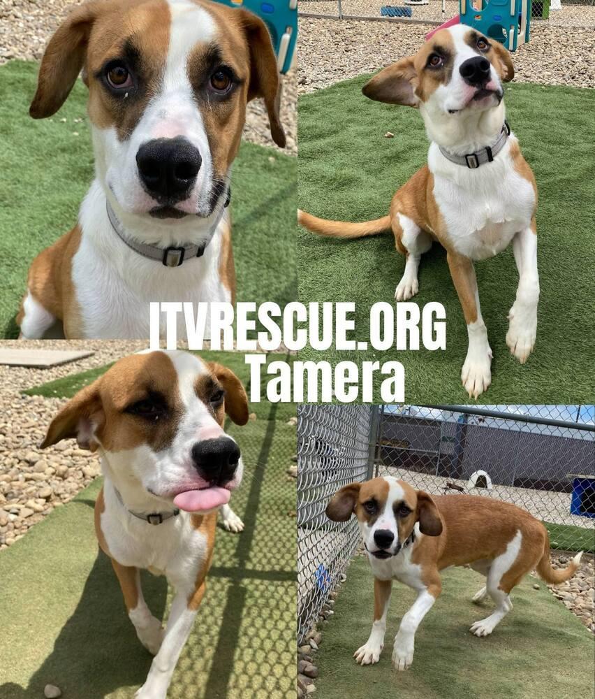 Enlarge Tamera, a Adoptable mixed breed in Evansville, IN image 2/6