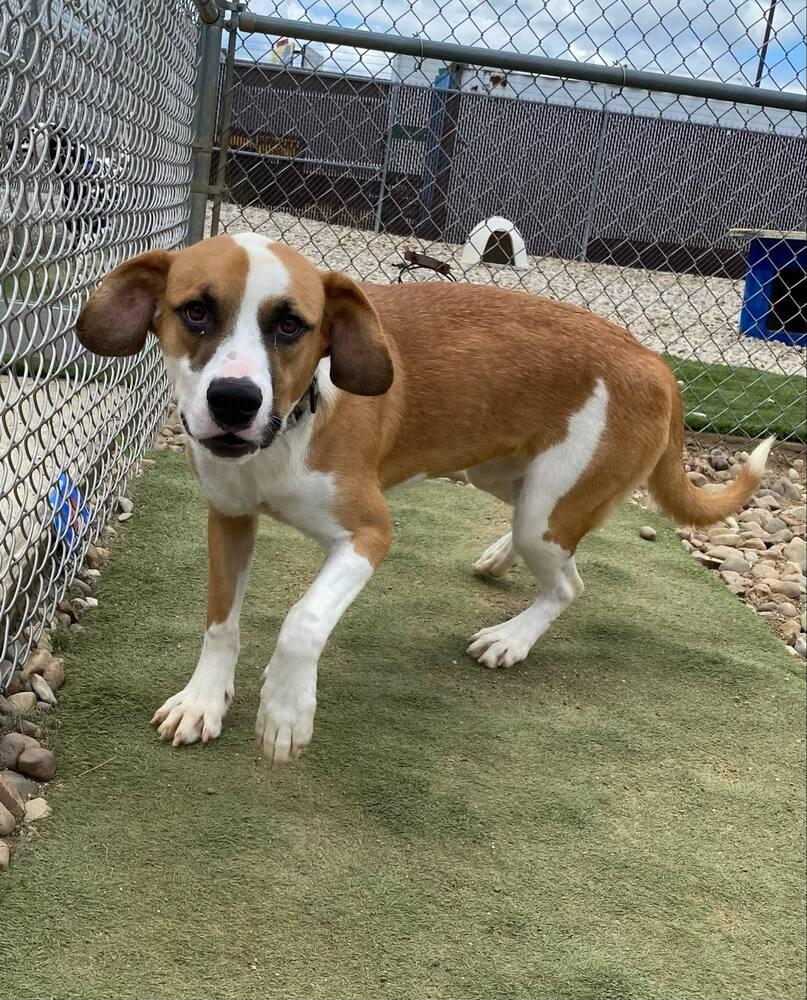 Enlarge Tamera, a Adoptable mixed breed in Evansville, IN image 2/6