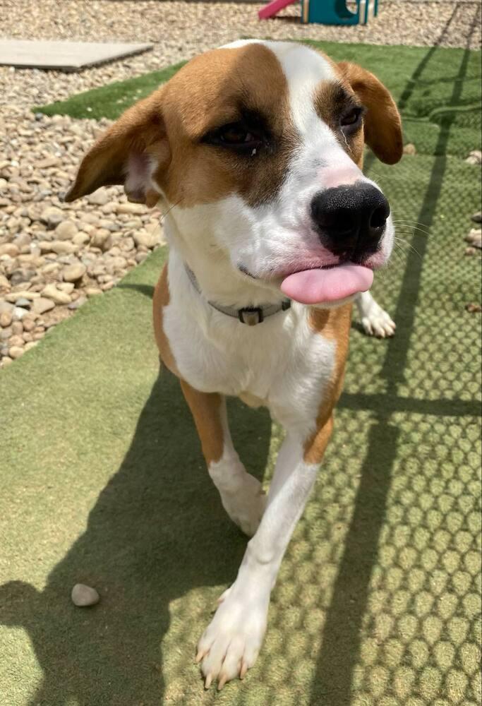 Enlarge Tamera, a Adoptable mixed breed in Evansville, IN image 3/6