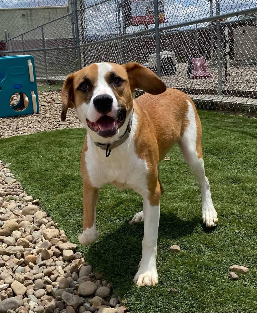 Enlarge Tamera, a Adoptable mixed breed in Evansville, IN image 4/6