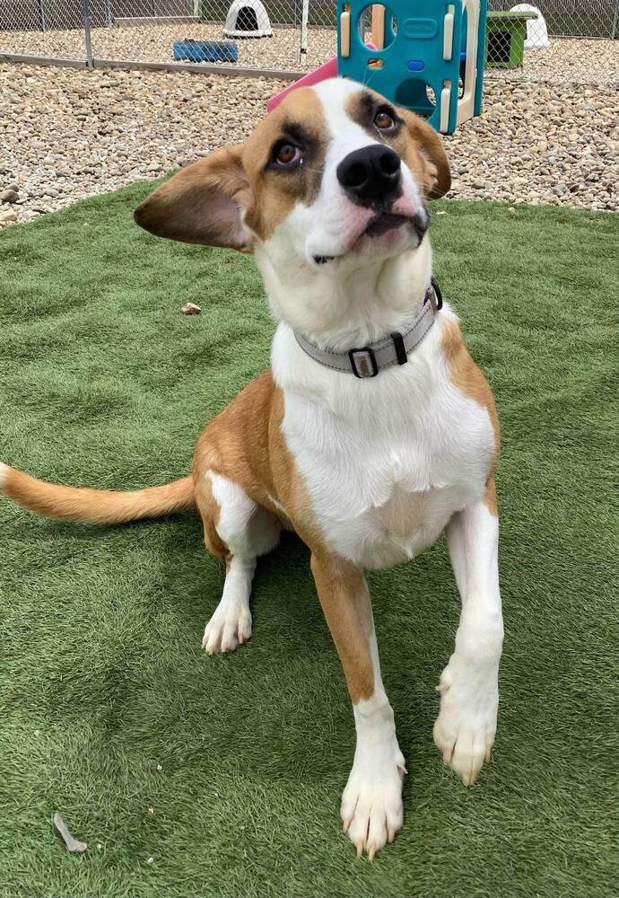 Enlarge Tamera, a Adoptable mixed breed in Evansville, IN image 5/6