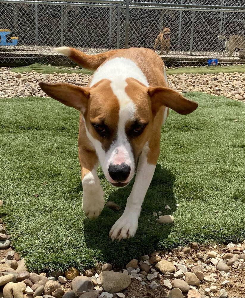 Enlarge Tamera, a Adoptable mixed breed in Evansville, IN image 6/6