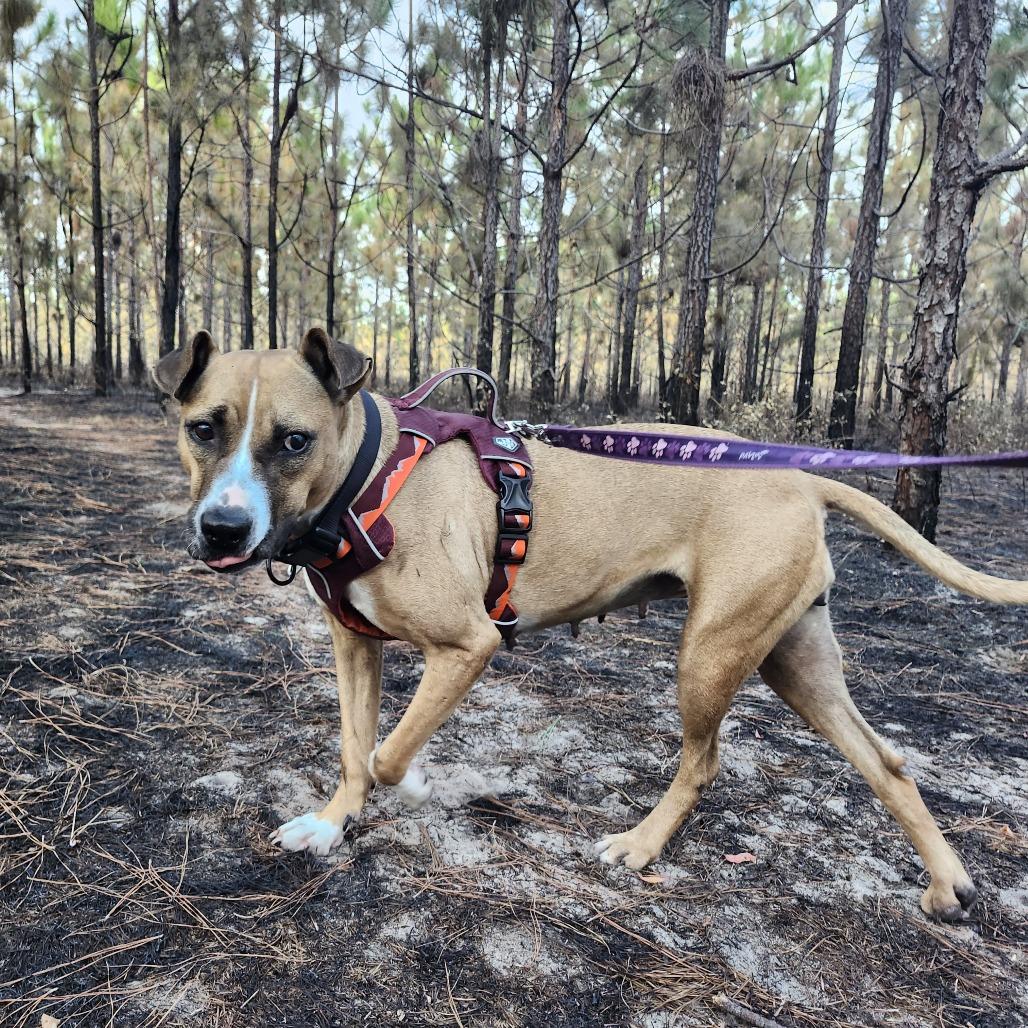 Brooklyn — thumbnail 4