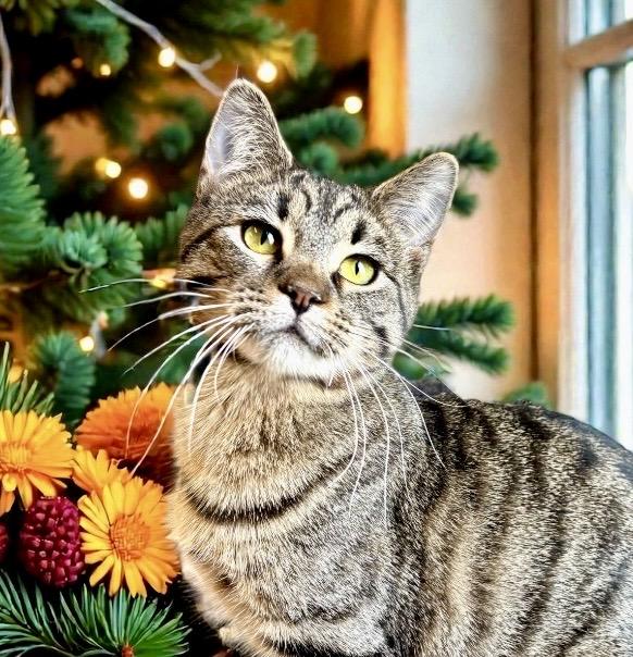 Yeti, adopted, Young Female Tabby.