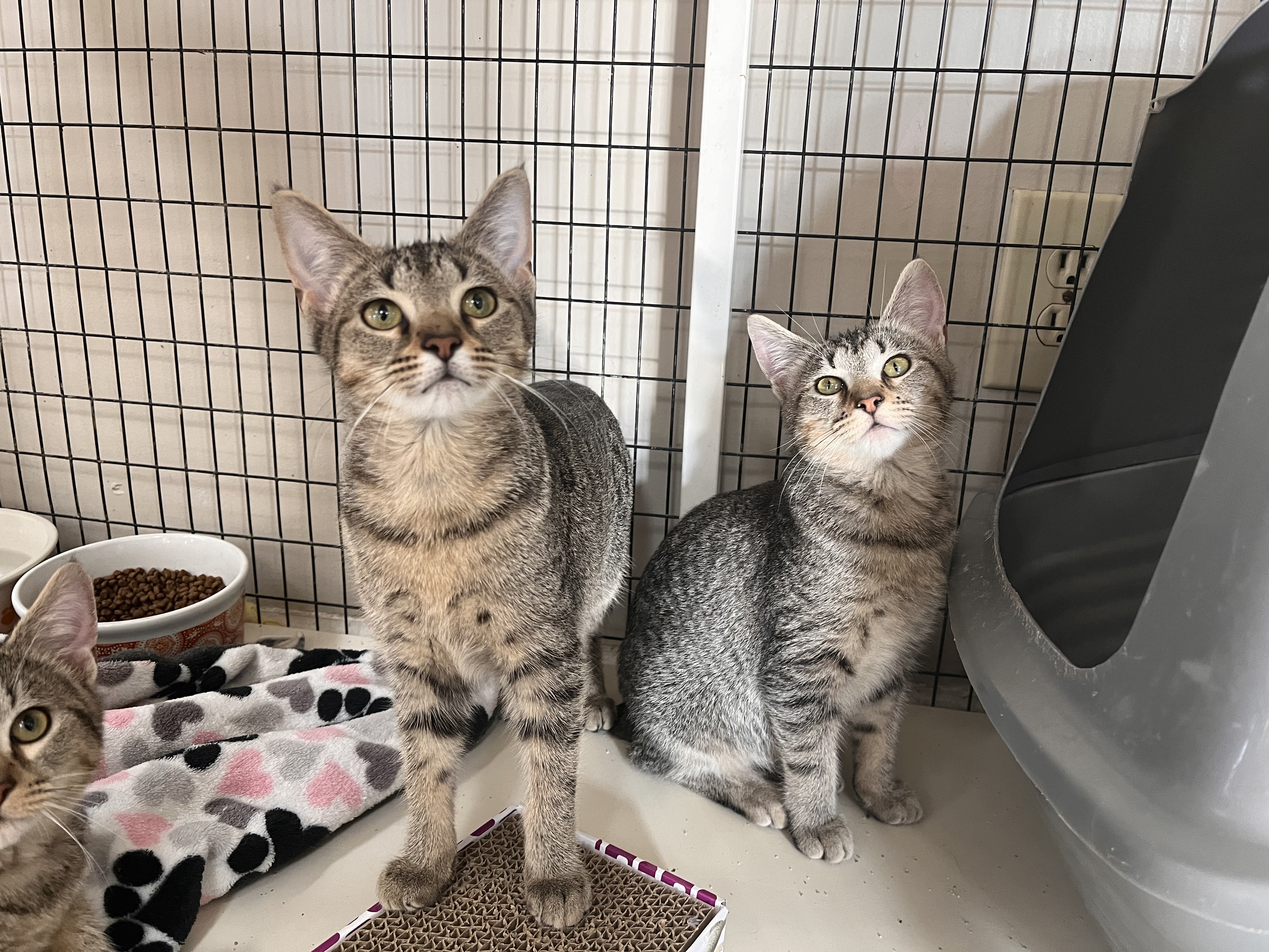 Cat for adoption Daisy and Delilah, an American Bobtail & Domestic