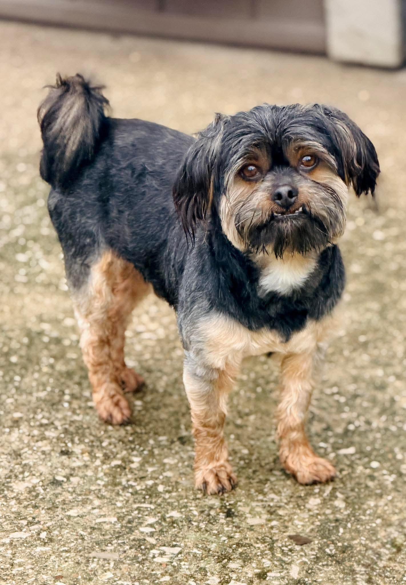 Enlarge Wesley, a Adoptable mixed breed in Richmond, KY image 1/3