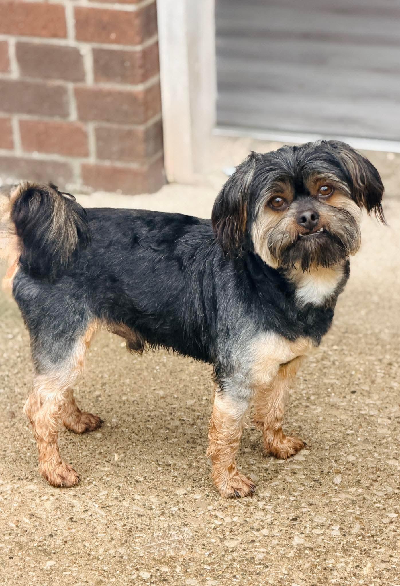 Enlarge Wesley, a Adoptable mixed breed in Richmond, KY image 2/3