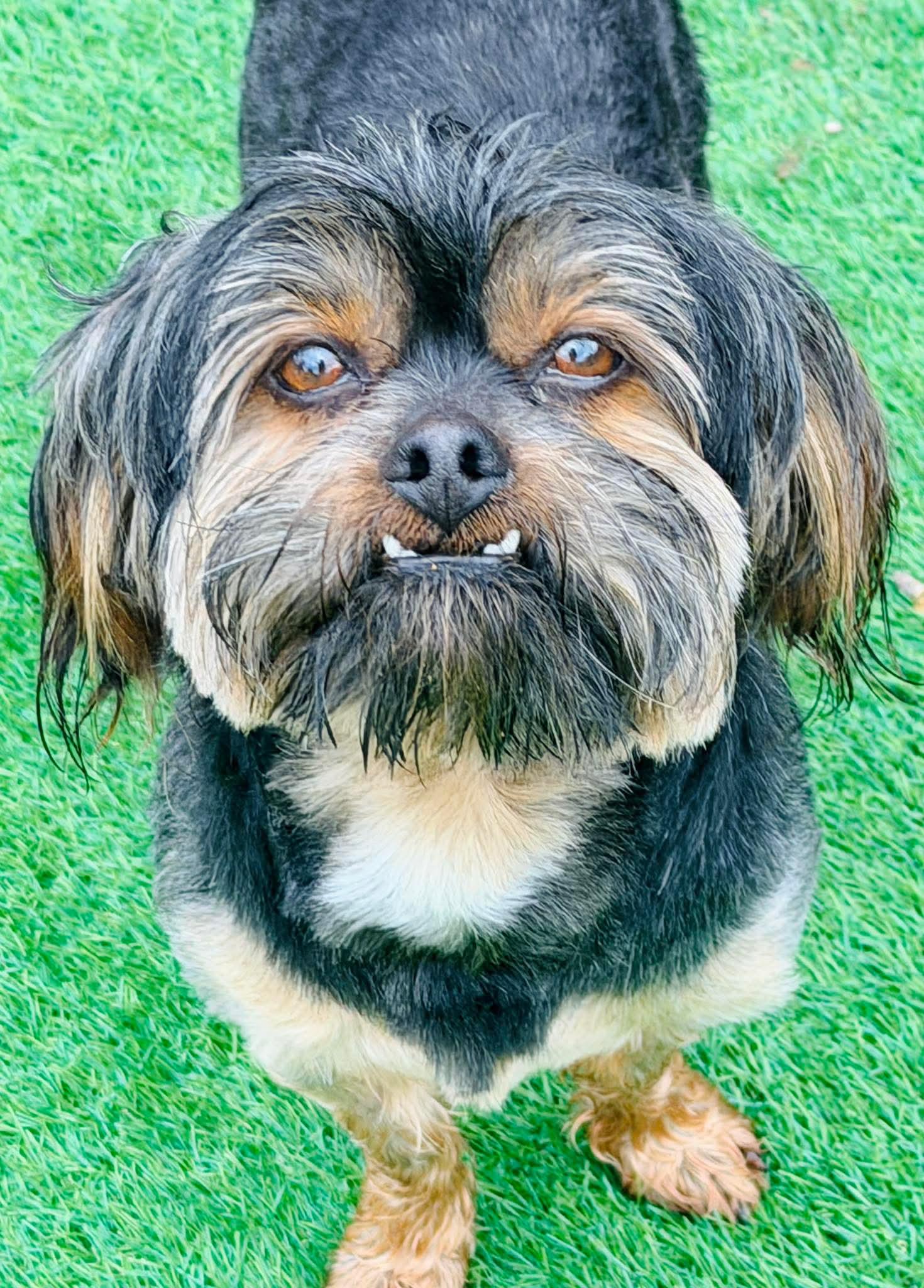 Enlarge Wesley, a Adoptable mixed breed in Richmond, KY image 3/3