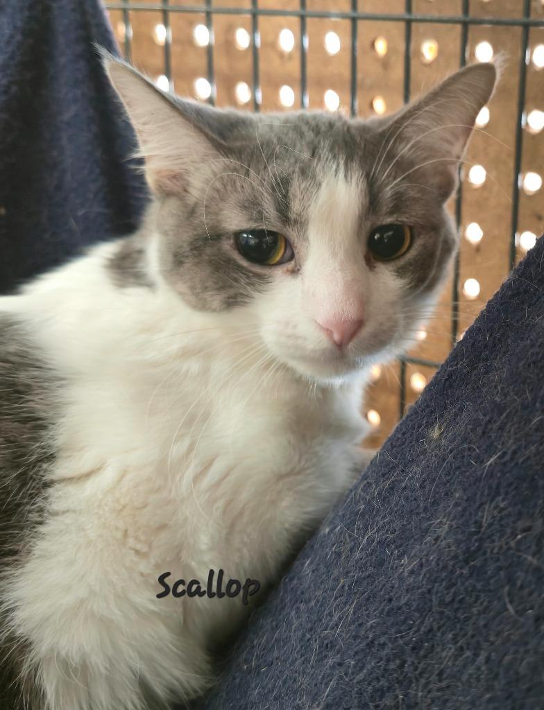 Scallop, Adoptable, Young Female Domestic Short Hair.