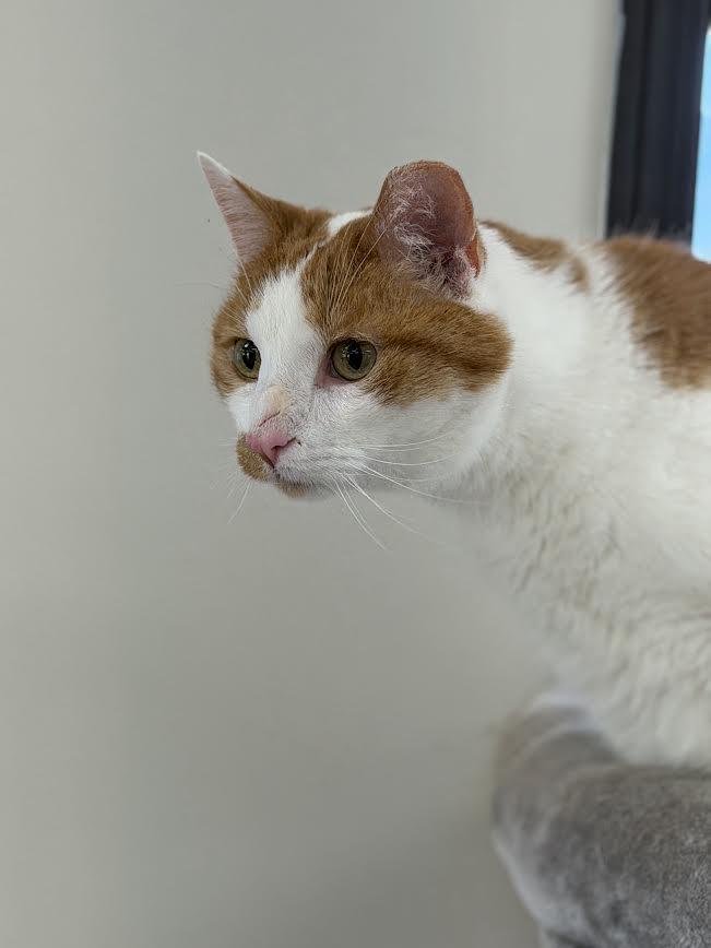 Glenn, a ADOPTABLE American Shorthair in Fertile, MN image 1/3