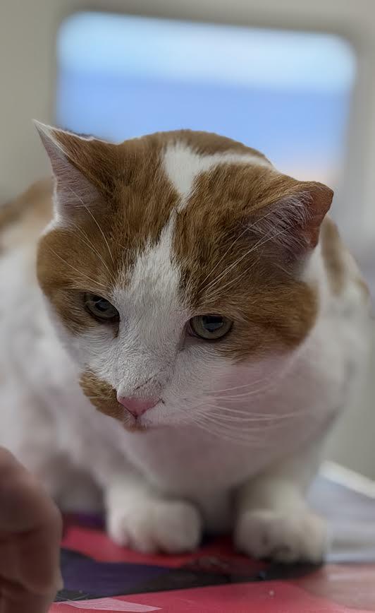 Glenn, a ADOPTABLE American Shorthair in Fertile, MN image 2/3