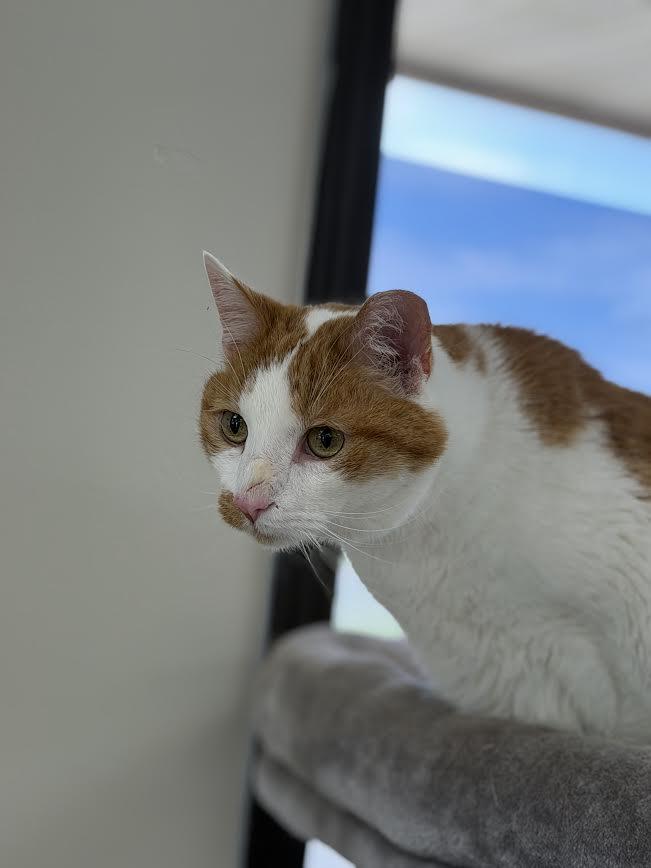 Glenn, a ADOPTABLE American Shorthair in Fertile, MN image 3/3