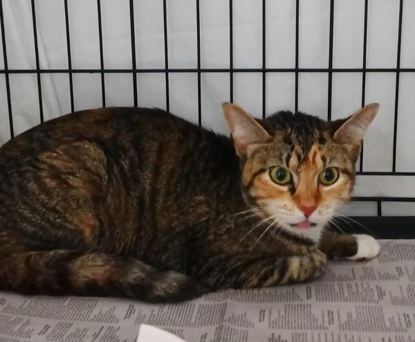 26-07-2128 Stella, Adoptable, Adult Female Domestic Short Hair.