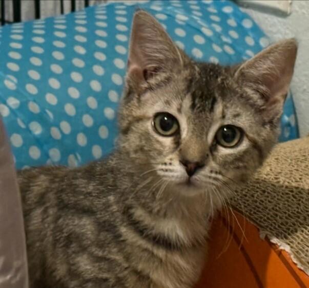 Enlarge Digit, a ADOPTABLE Domestic Short Hair in Williamsburg, VA image 1/1