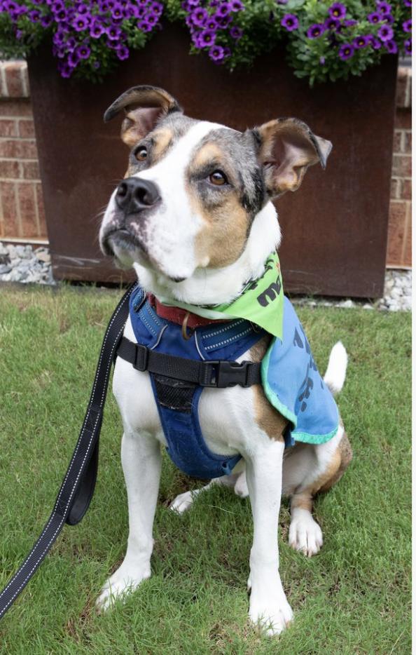Hudson, Adoptable, Young Male Catahoula Leopard Dog & Hound.