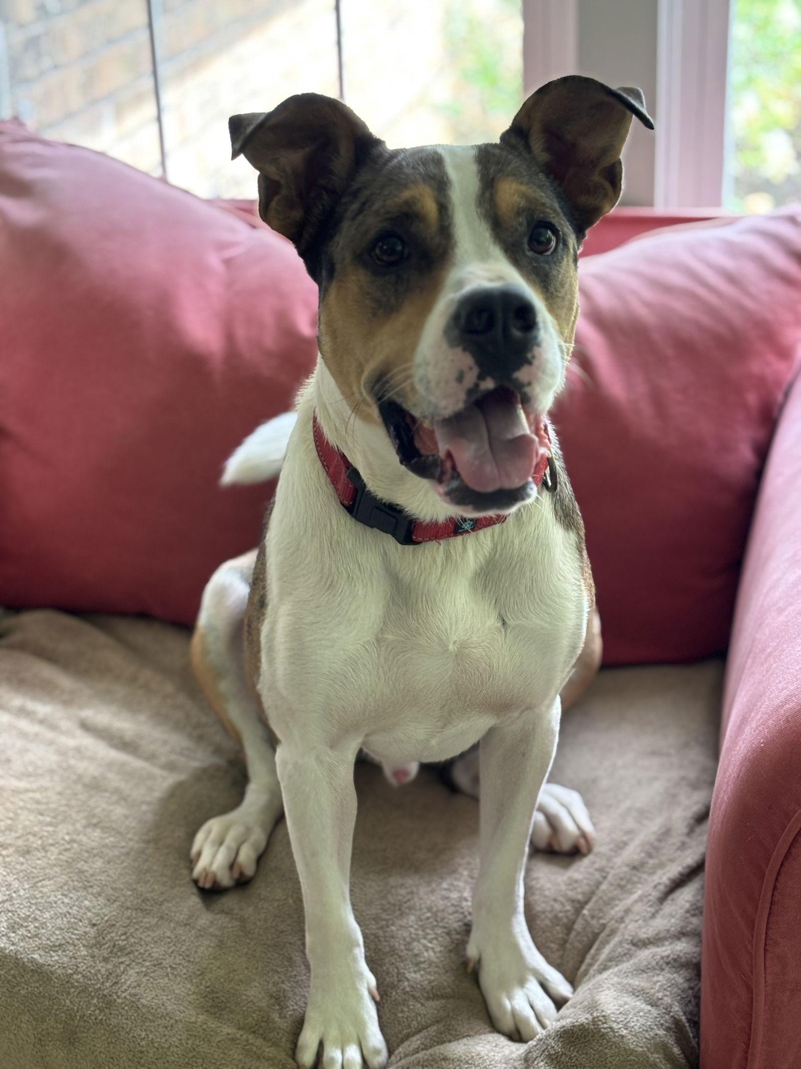 Hudson, Adoptable, Young Male Catahoula Leopard Dog & Hound.