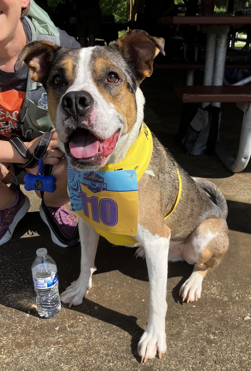 Enlarge Hudson, a Adoptable mixed breed in Decatur, GA image 2/3