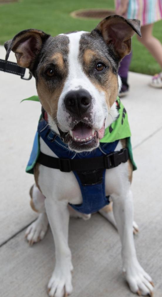 Hudson, a Adoptable mixed breed in Decatur, GA image 3/3