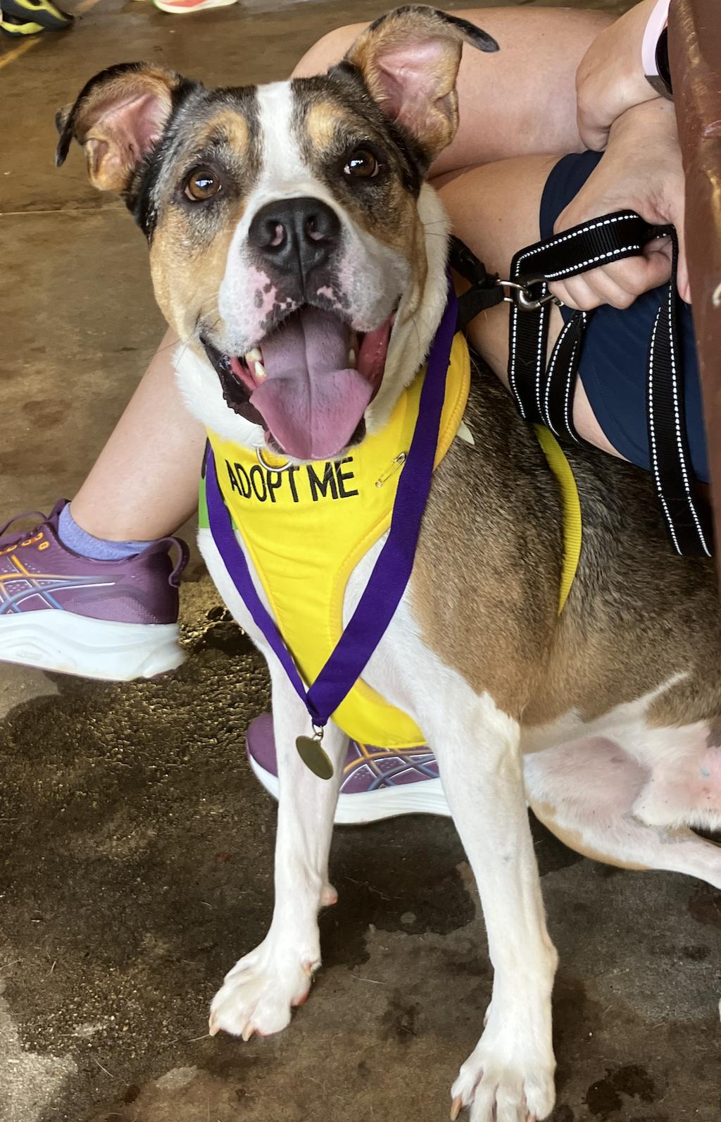 Enlarge Hudson, a Adoptable mixed breed in Decatur, GA image 3/3