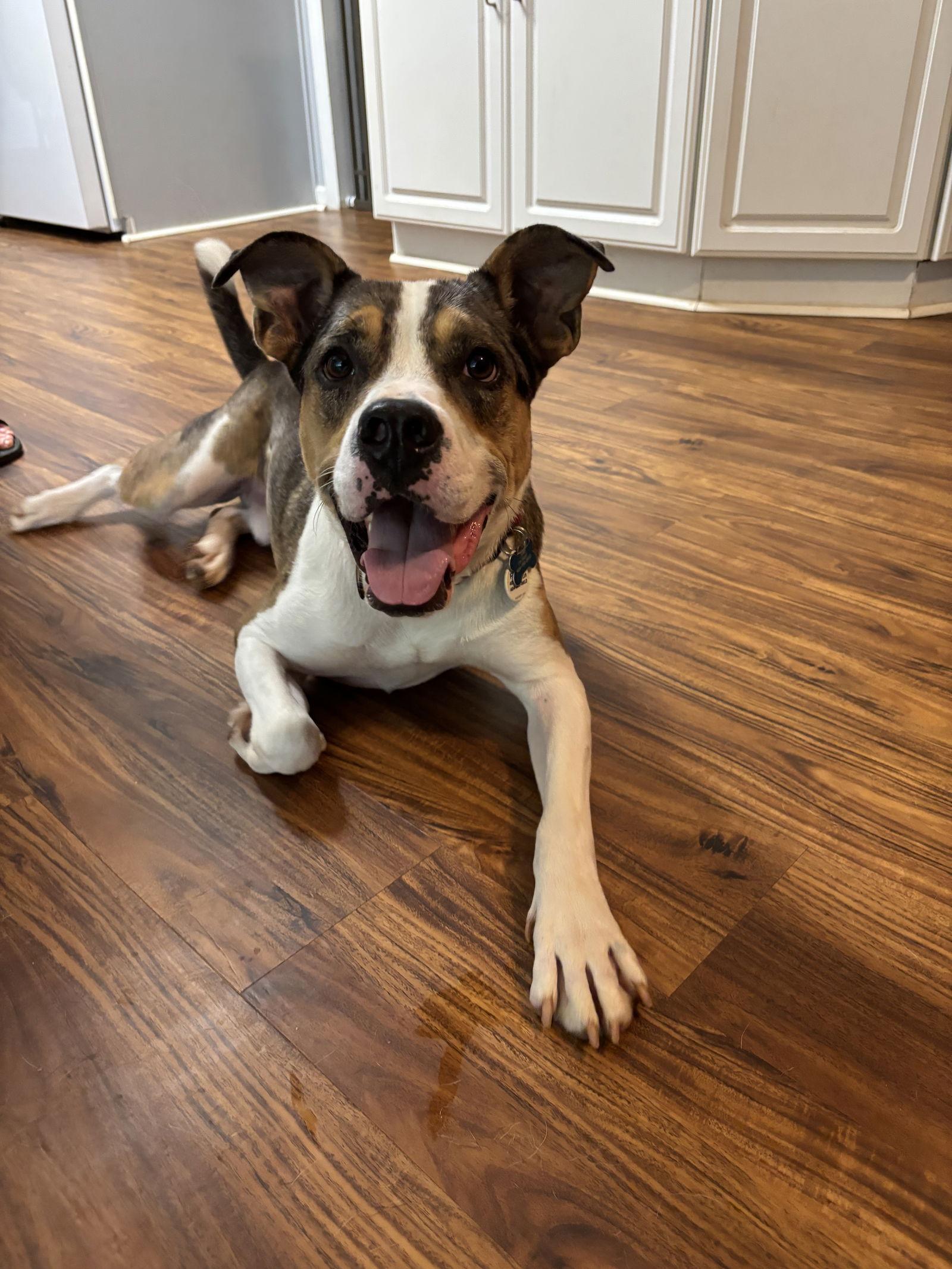 Enlarge Hudson, a Adoptable mixed breed in Decatur, GA image 3/3