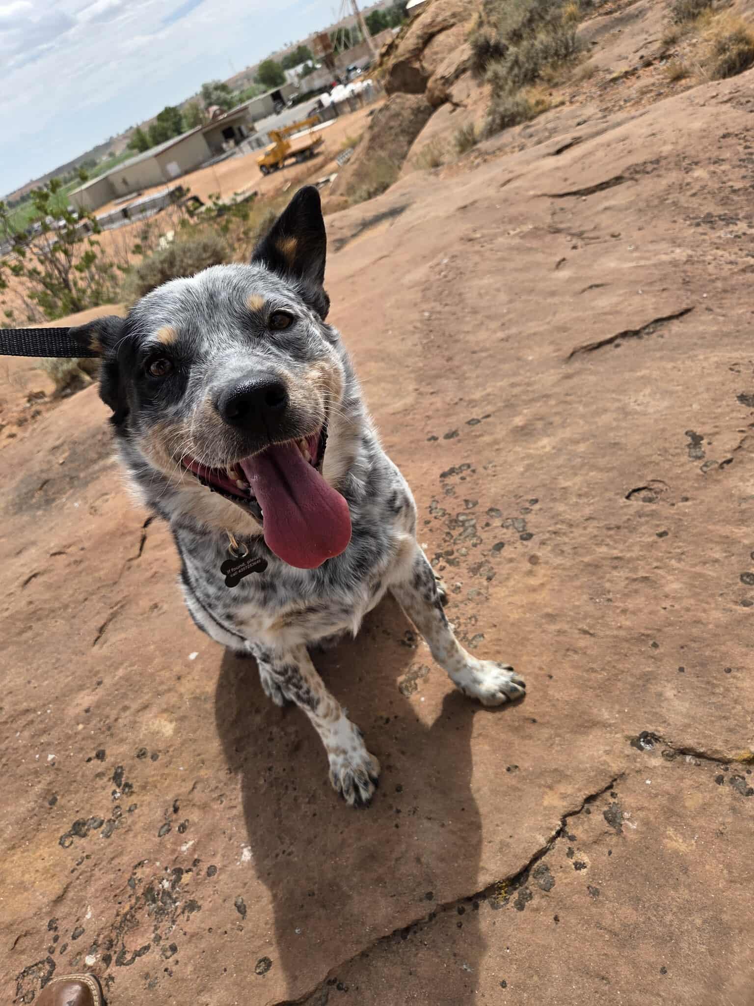 Dozer