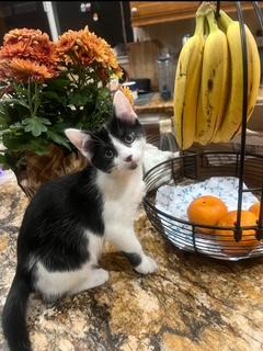 Leche, Adoptable, Kitten Female Domestic Short Hair & Domestic Short Hair.