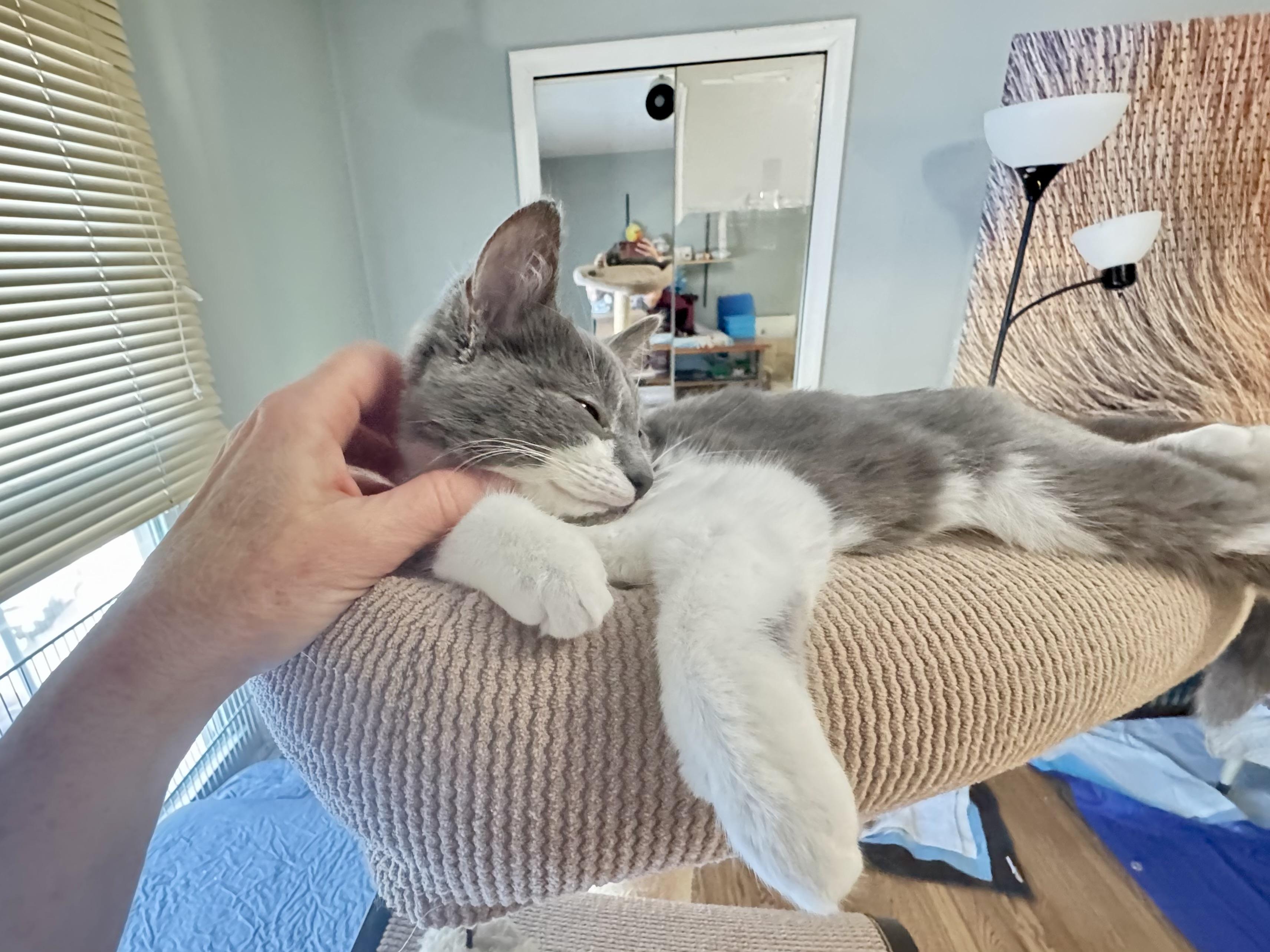 Enlarge Beatrice, an adopted mixed breed in Rochester Hills, MI image 5/6