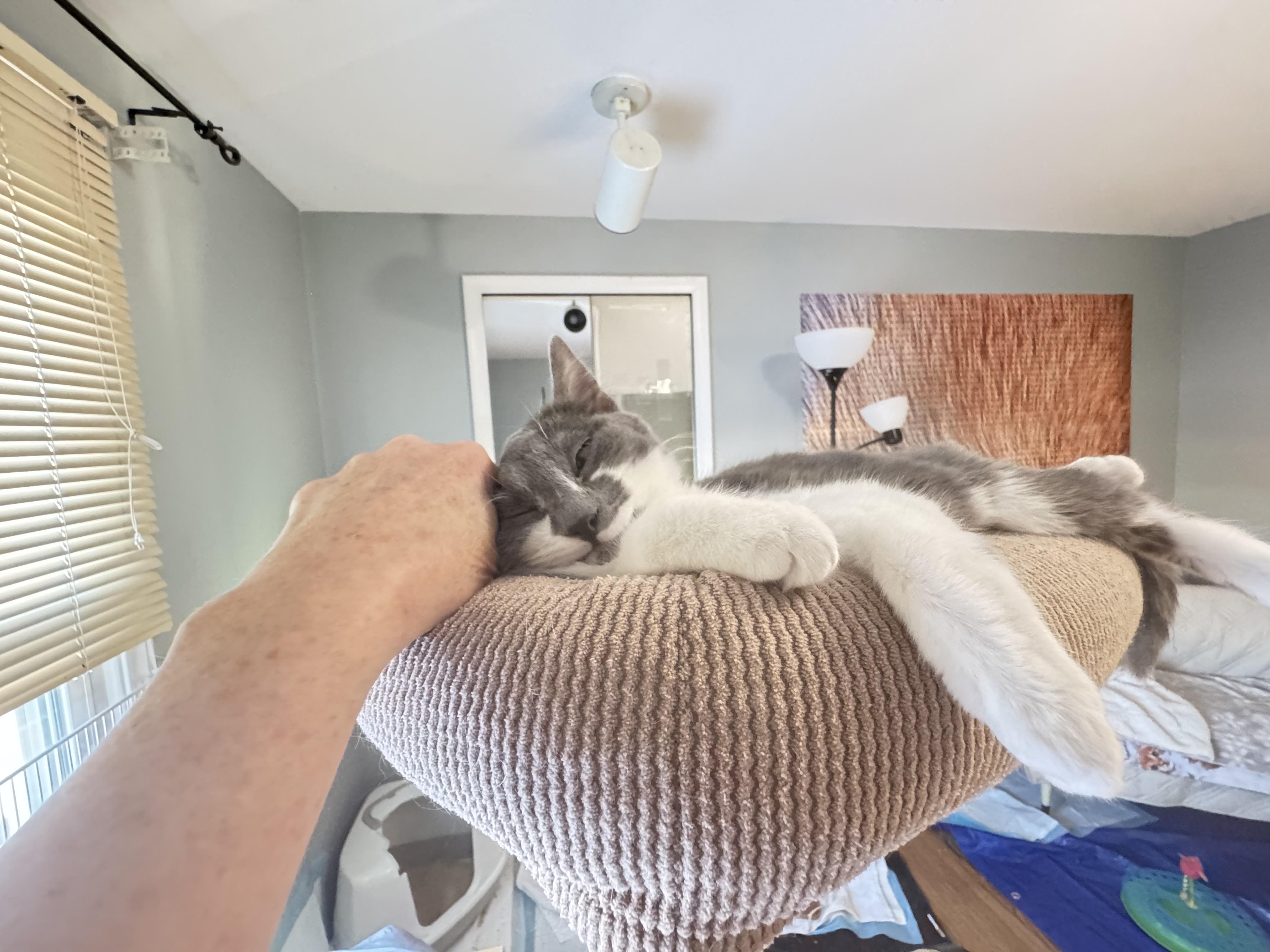 Enlarge Beatrice, an adopted mixed breed in Rochester Hills, MI image 6/6