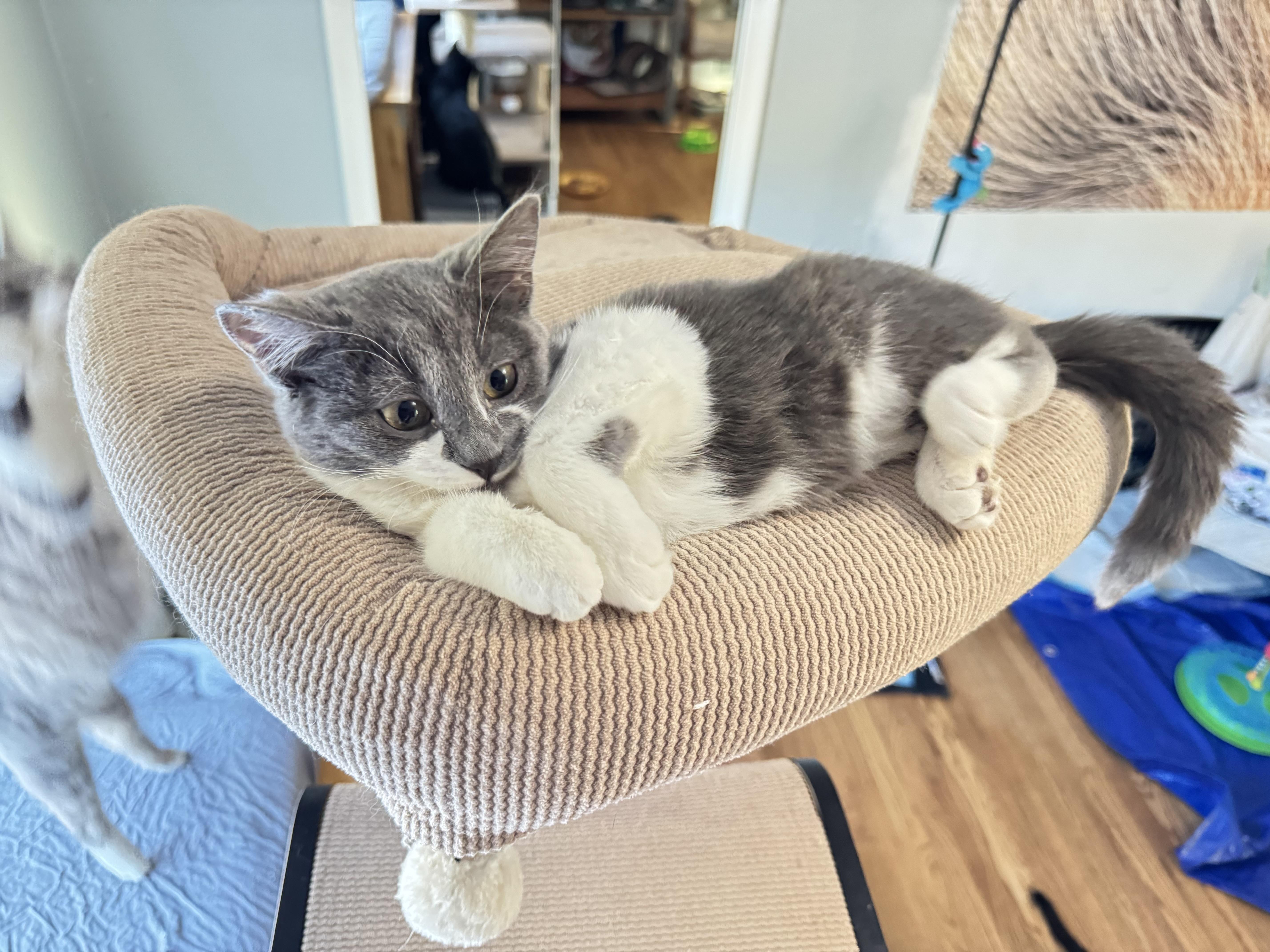 Enlarge Beatrice, an adopted mixed breed in Rochester Hills, MI image 2/6